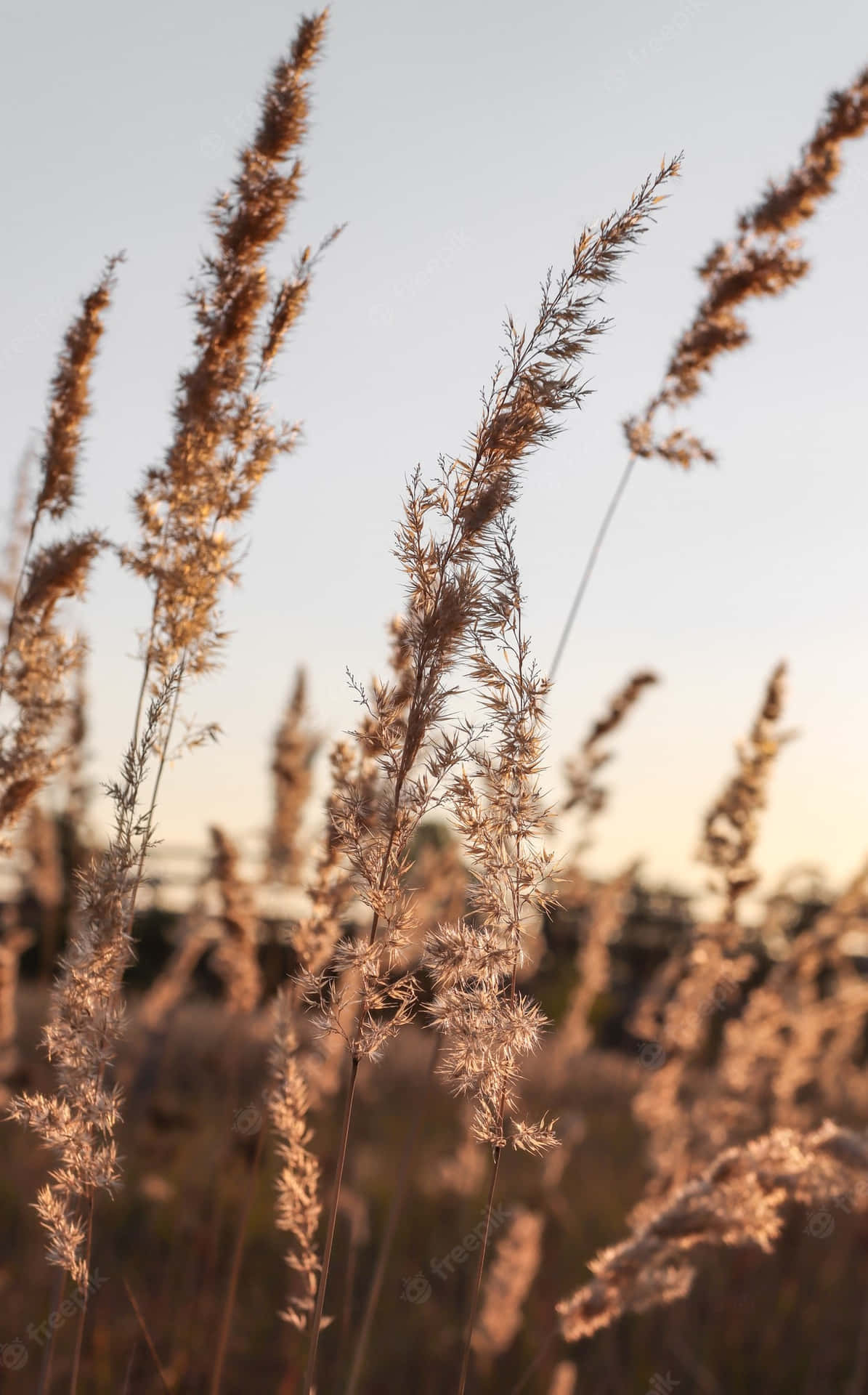 Breezy Coastline Surrounded By Lush Pampas Grass Landscape Background