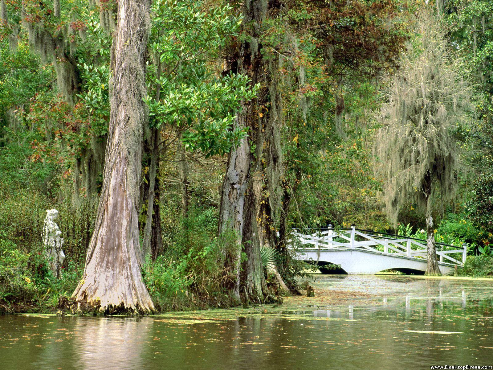 Bridge At South Carolina Plantation Background