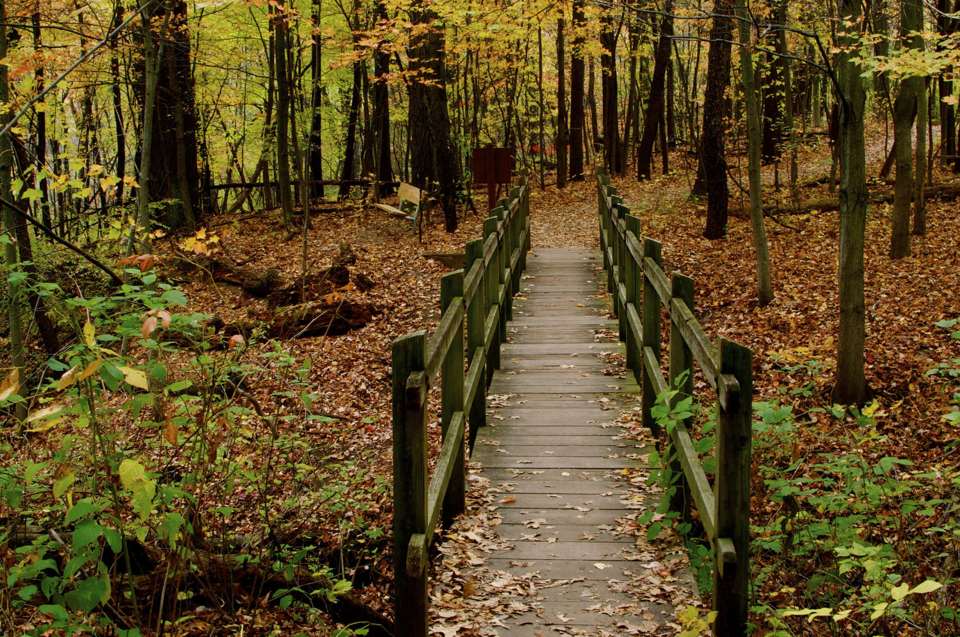 Bridge In Autumn Forest Desktop Background