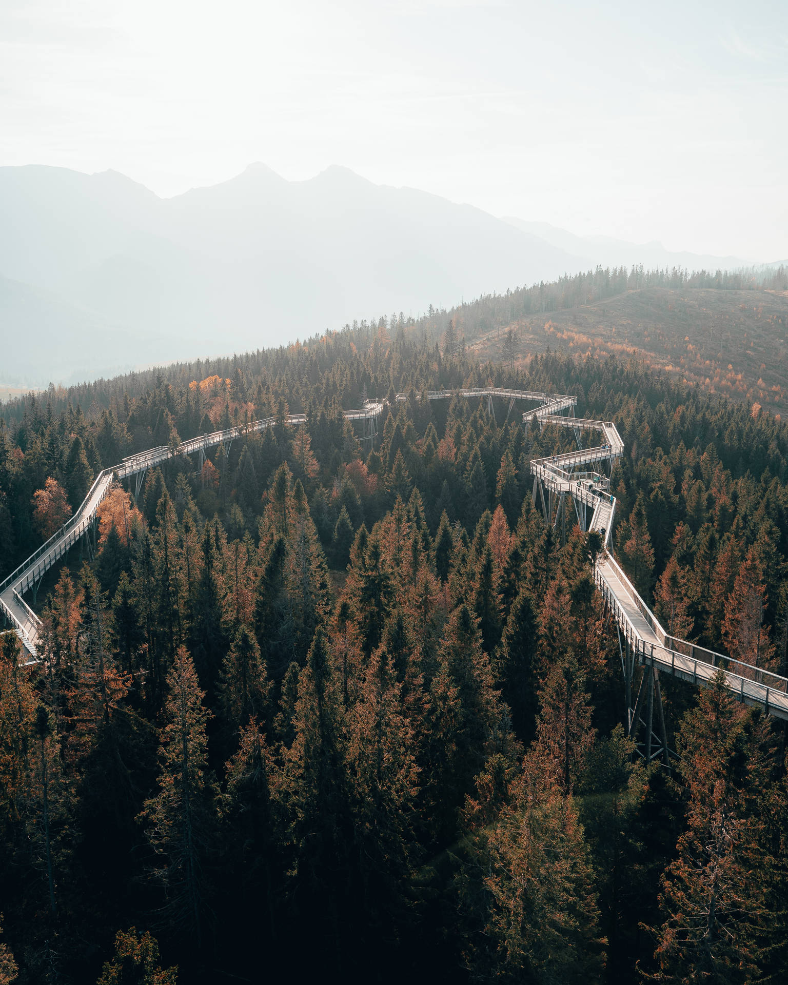 Bridge In Forest Of Slovakia Background