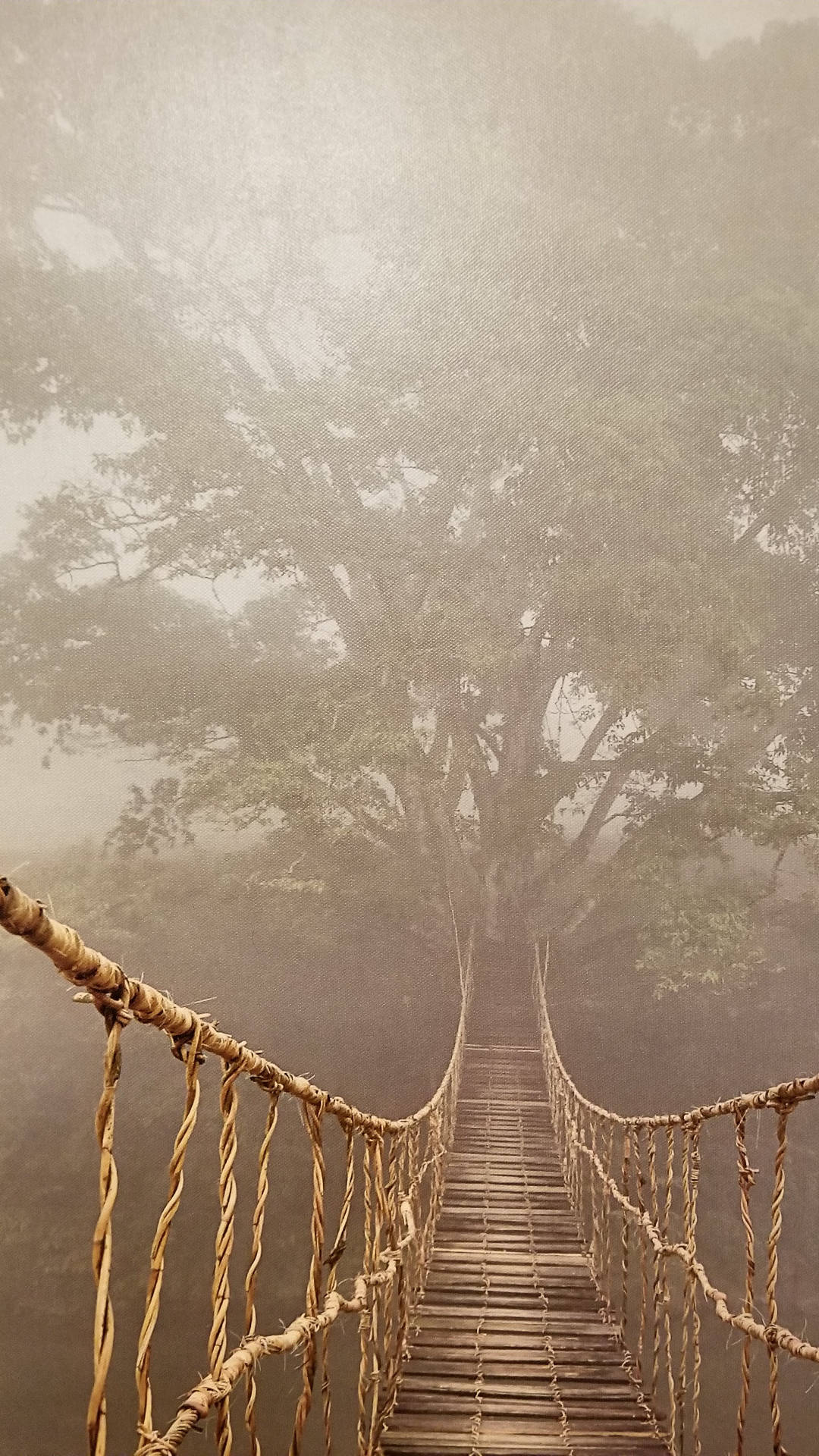 Bridge In The Middle Of Jungle Iphone Background