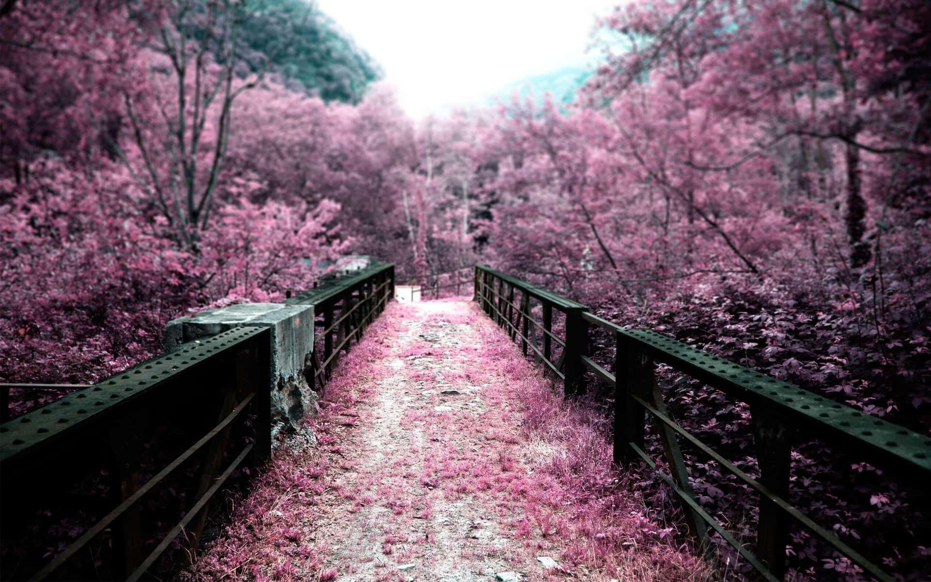 Bridge Surrounded With Pink Trees Background