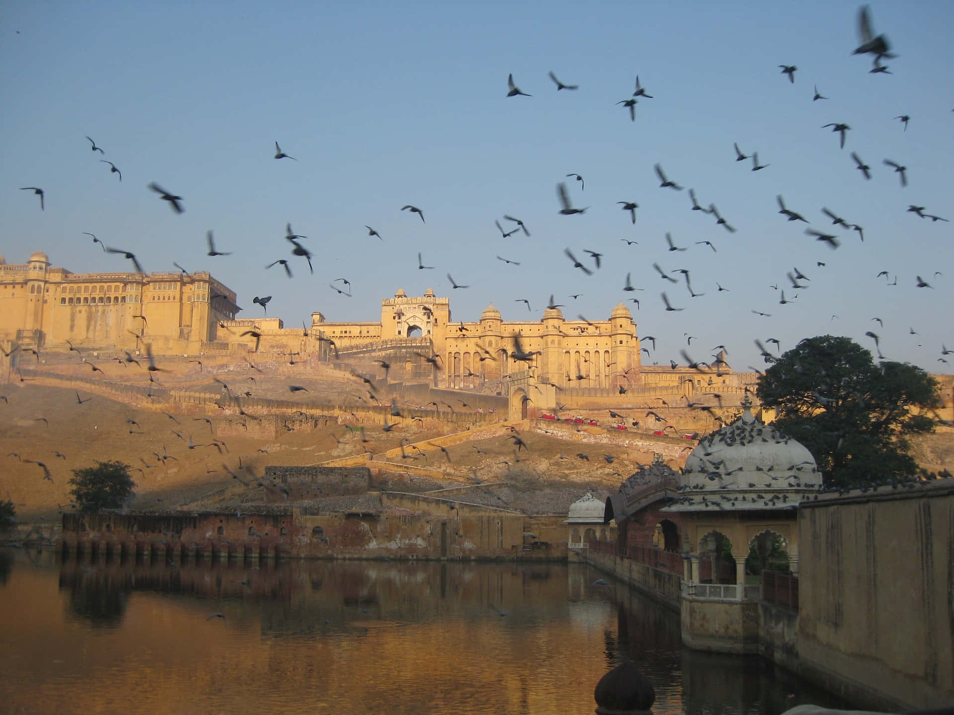 Brids Fyling In Amer Fort Background