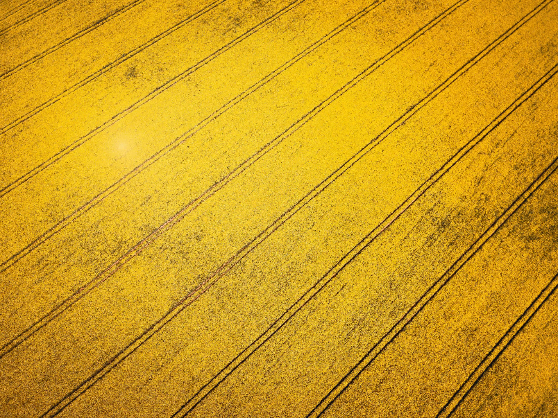 Brief History Of Rapeseed Background