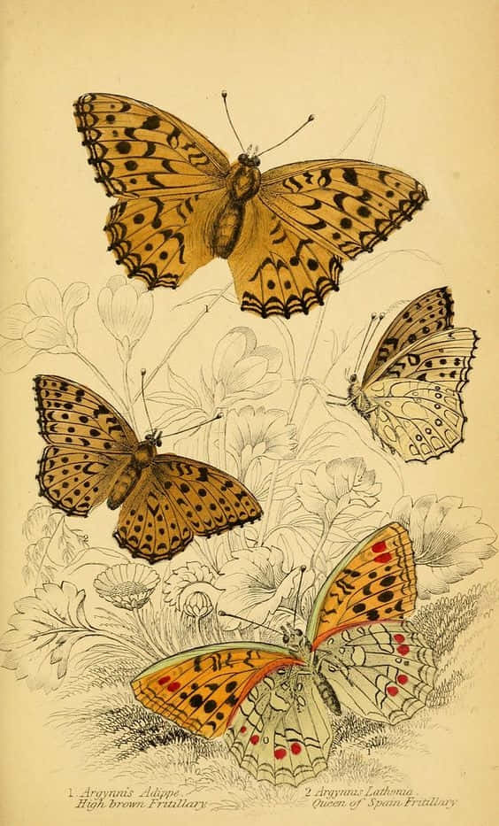 Bright And Beautiful Cute Yellow Butterflies Background