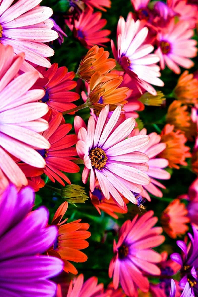 Bright And Beautiful Flowers For Your Iphone Background