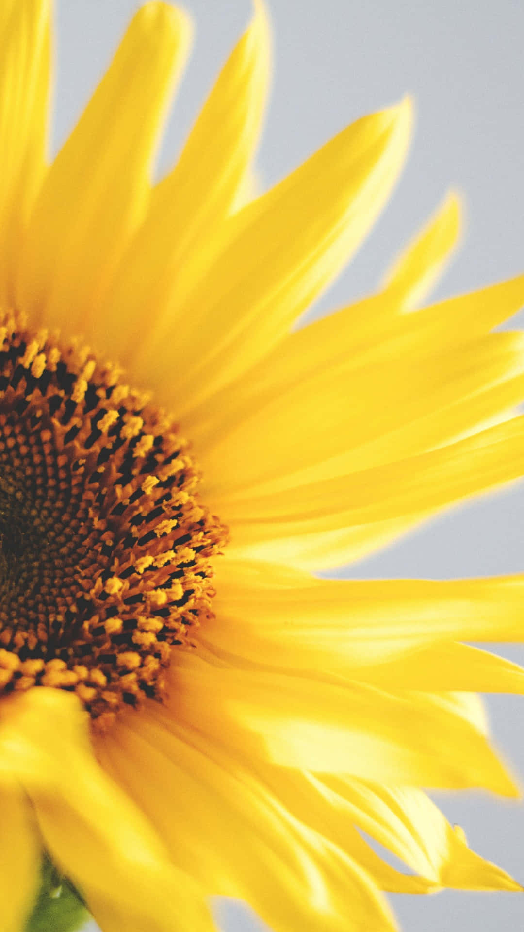 Bright And Beautiful Sunflower Against Sky Blue Background Background