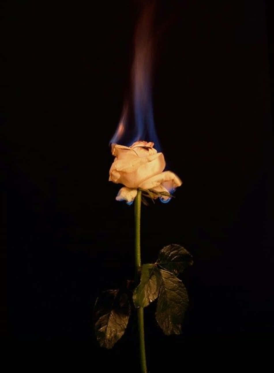 Bright And Beautiful, The Aesthetic Fire Will Fill Any Room With A Glowing Warmth.
