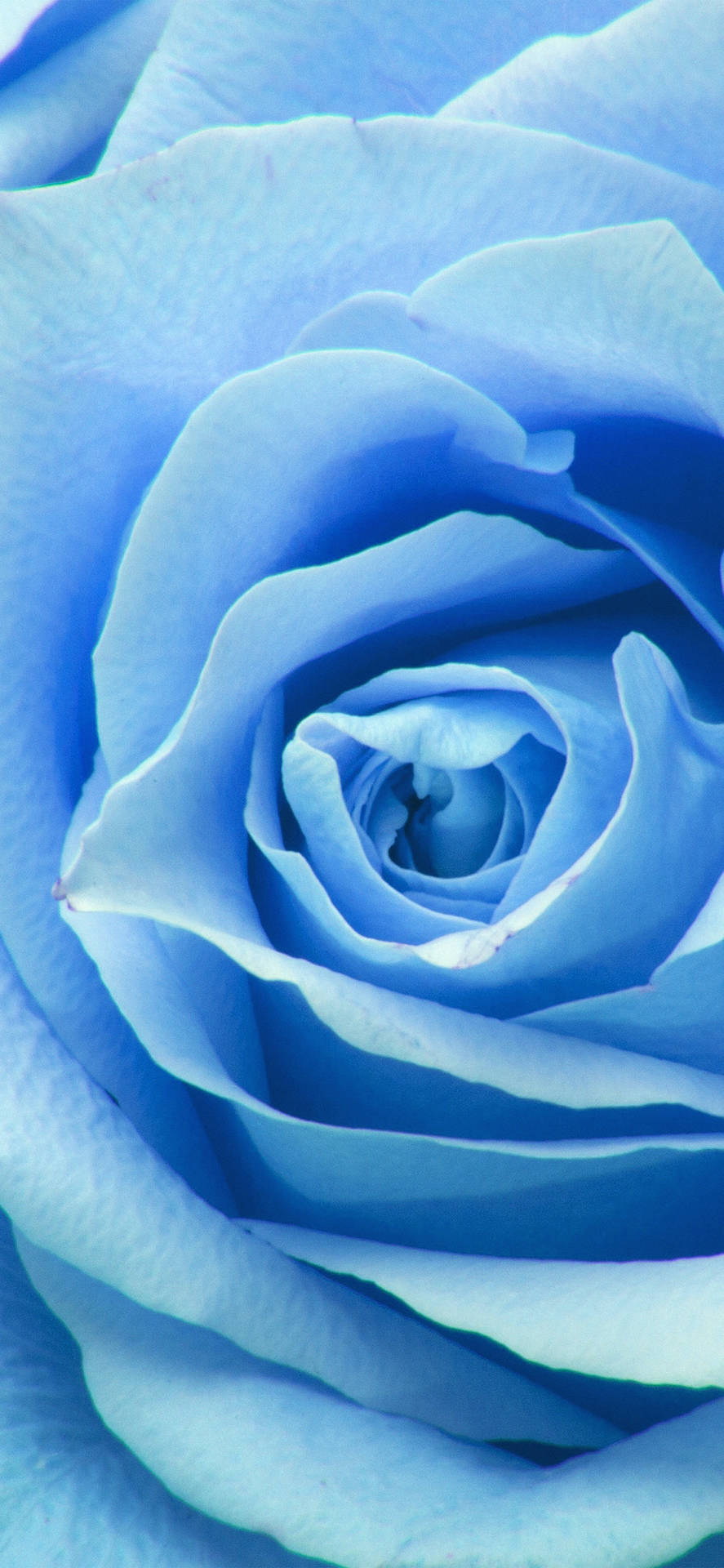 Bright And Beautiful Zoom Flower Unfolding