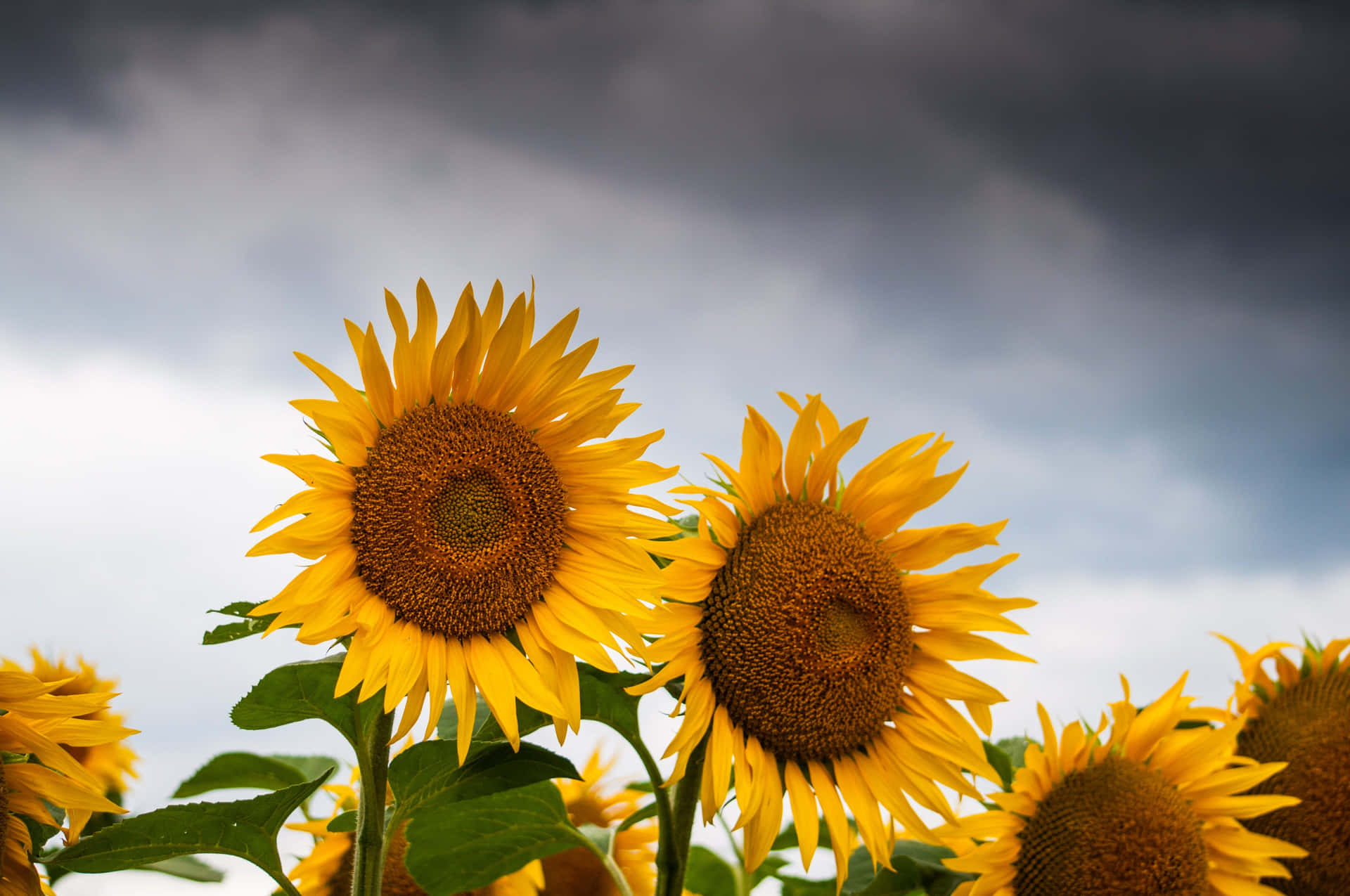 Bright And Beauty Abound - A Close Up Of A Cute Sunflower Background