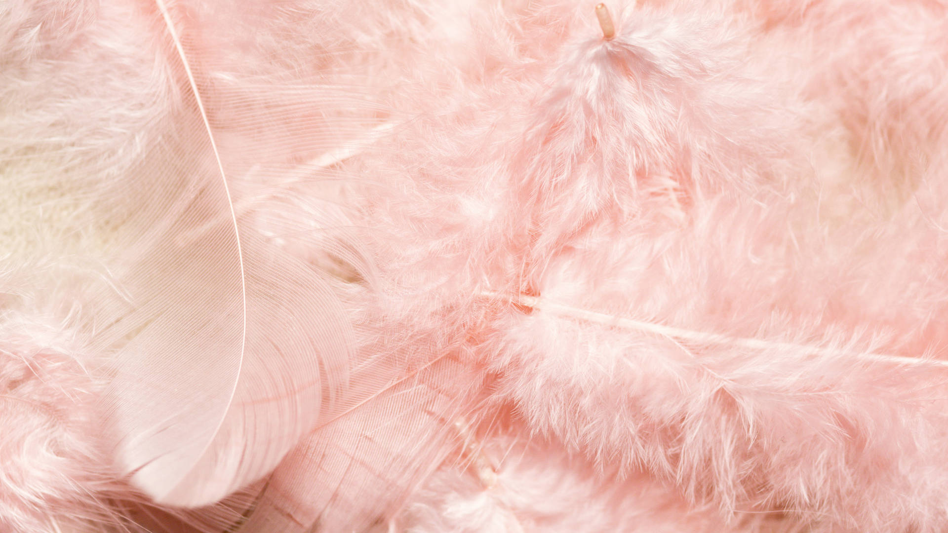 Bright And Bold Pink Feathers