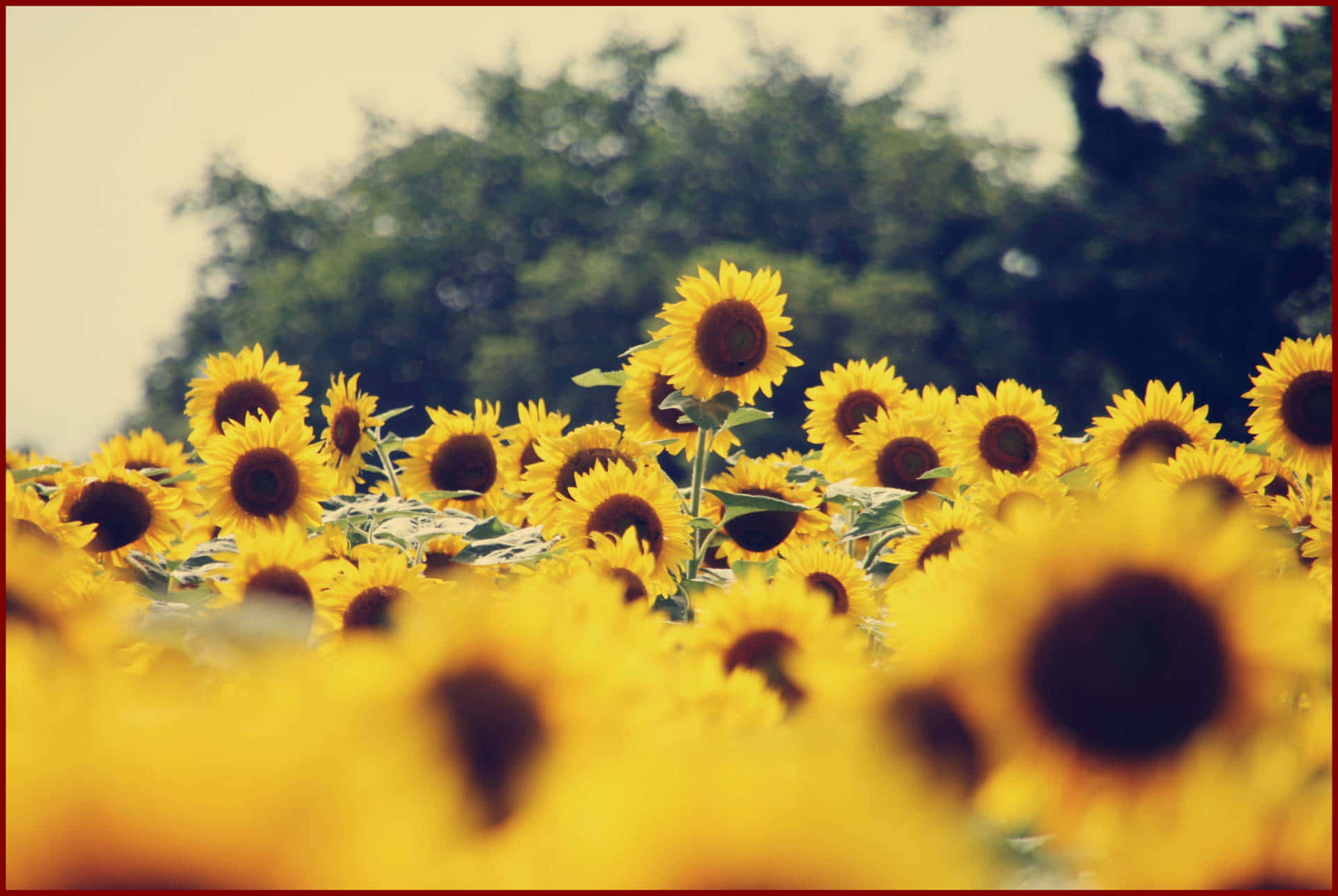 Bright And Cheerful Sunflowers Bring Happiness And Joy Background