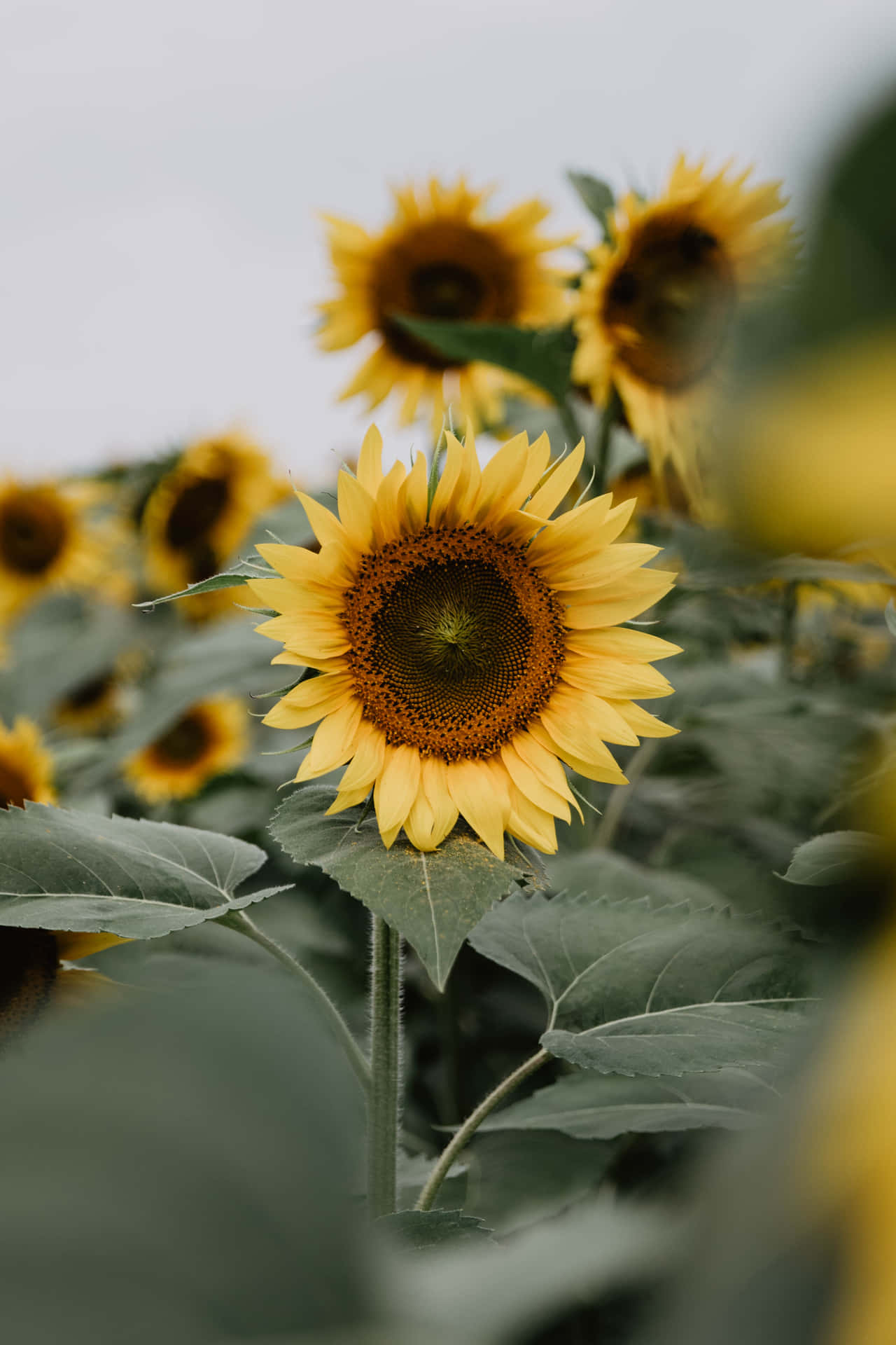 Bright And Cheery Yellow Sunflowers Are A Welcome Sight Of Summer. Background