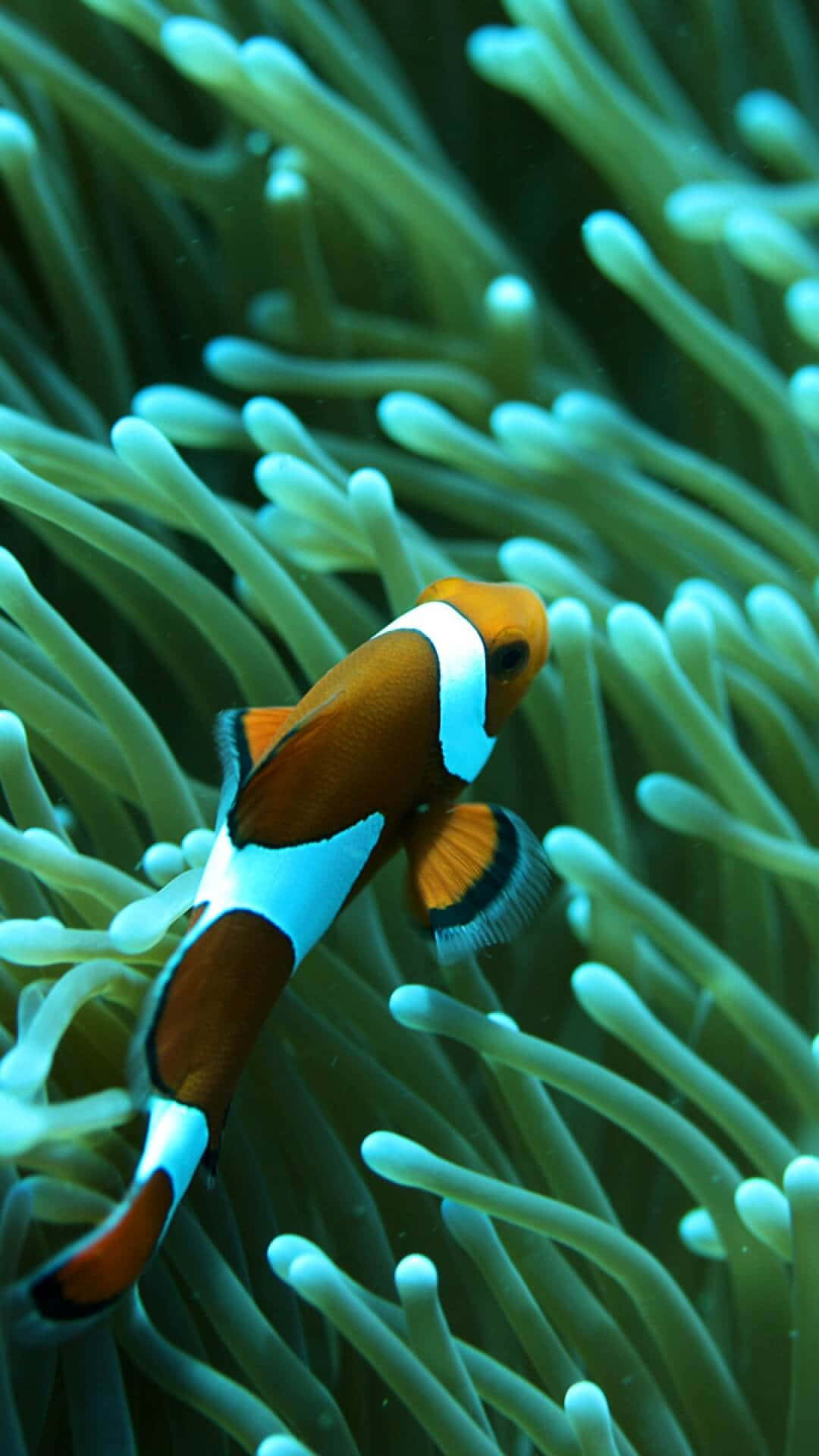 Bright And Colorful Clown Fish Iphone Background