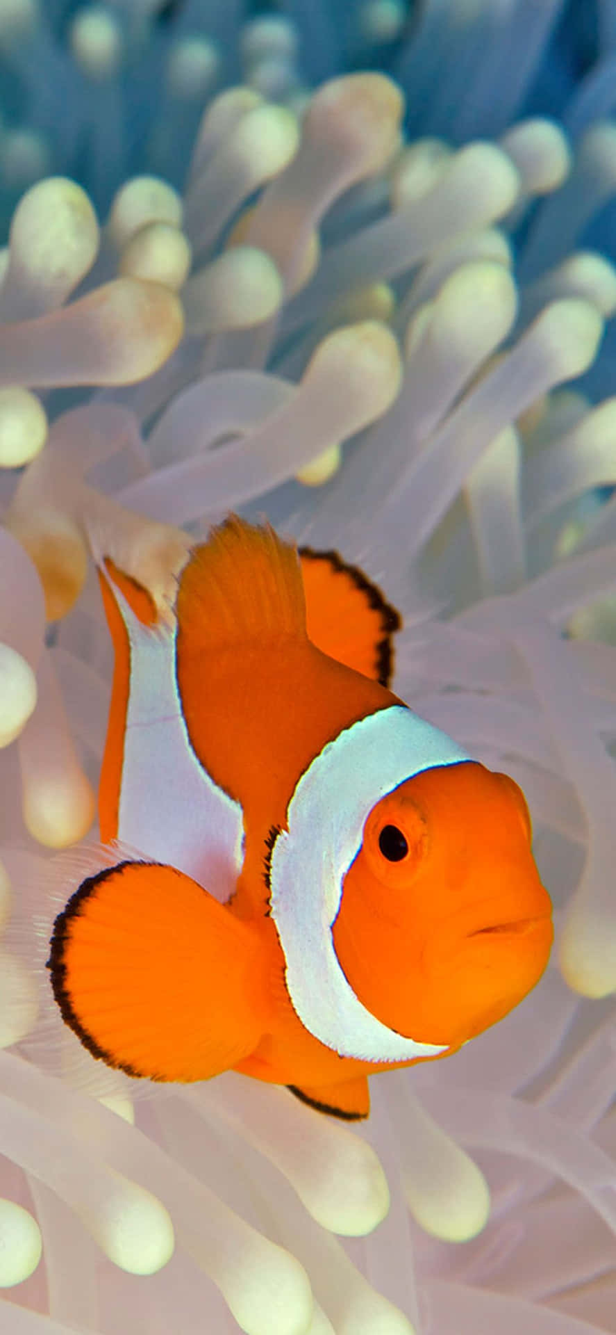 Bright And Colorful Clown Fish Iphone Wallpaper Background