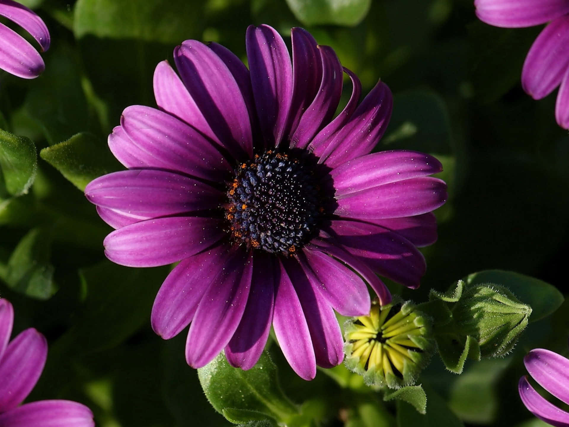 Bright And Colorful Daisies Background