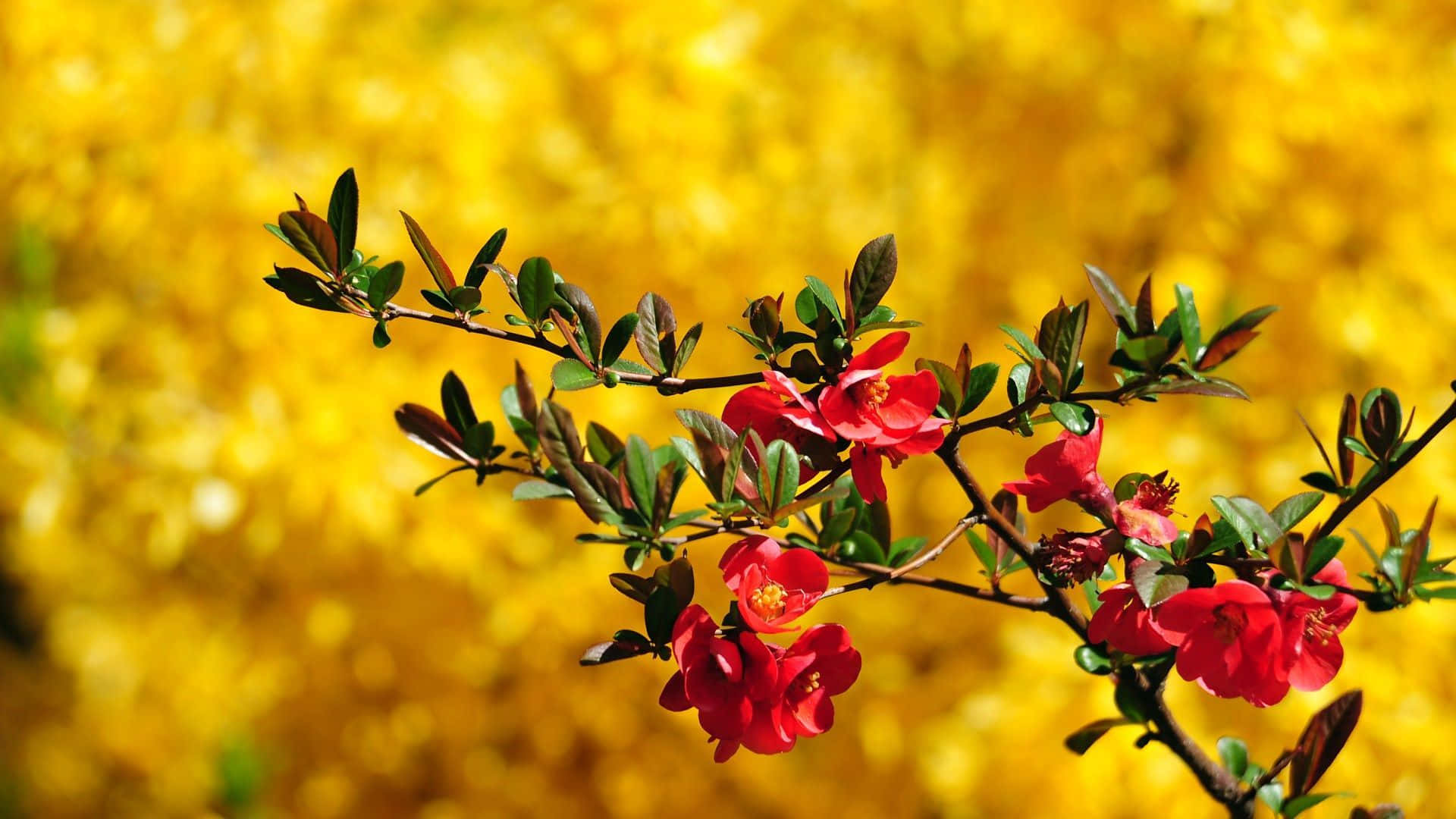 Bright And Colorful Field Of Wild Spring Flowers. Background