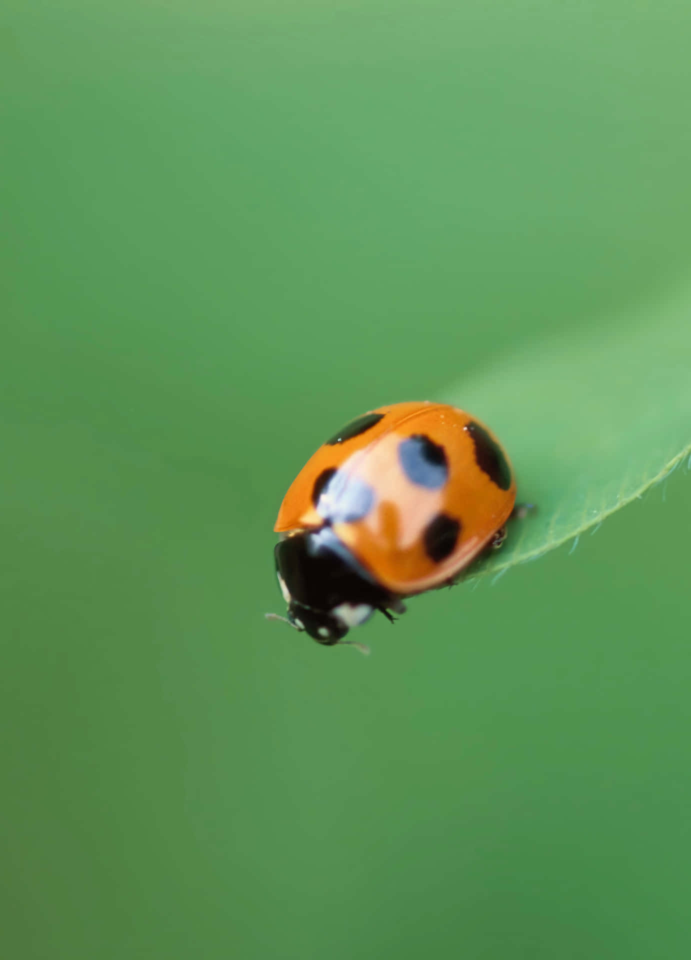 Bright And Colorful Ladybug Iphone Background