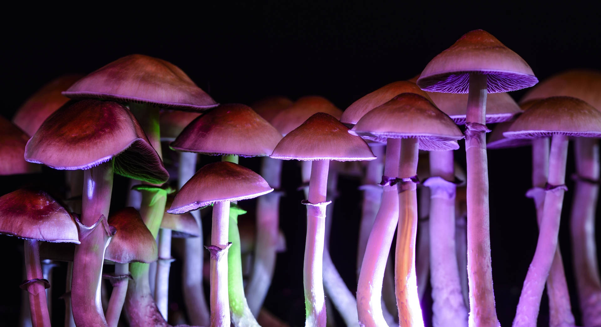 Bright And Colorful Psychedelic Mushroom Captivates Nature Lovers