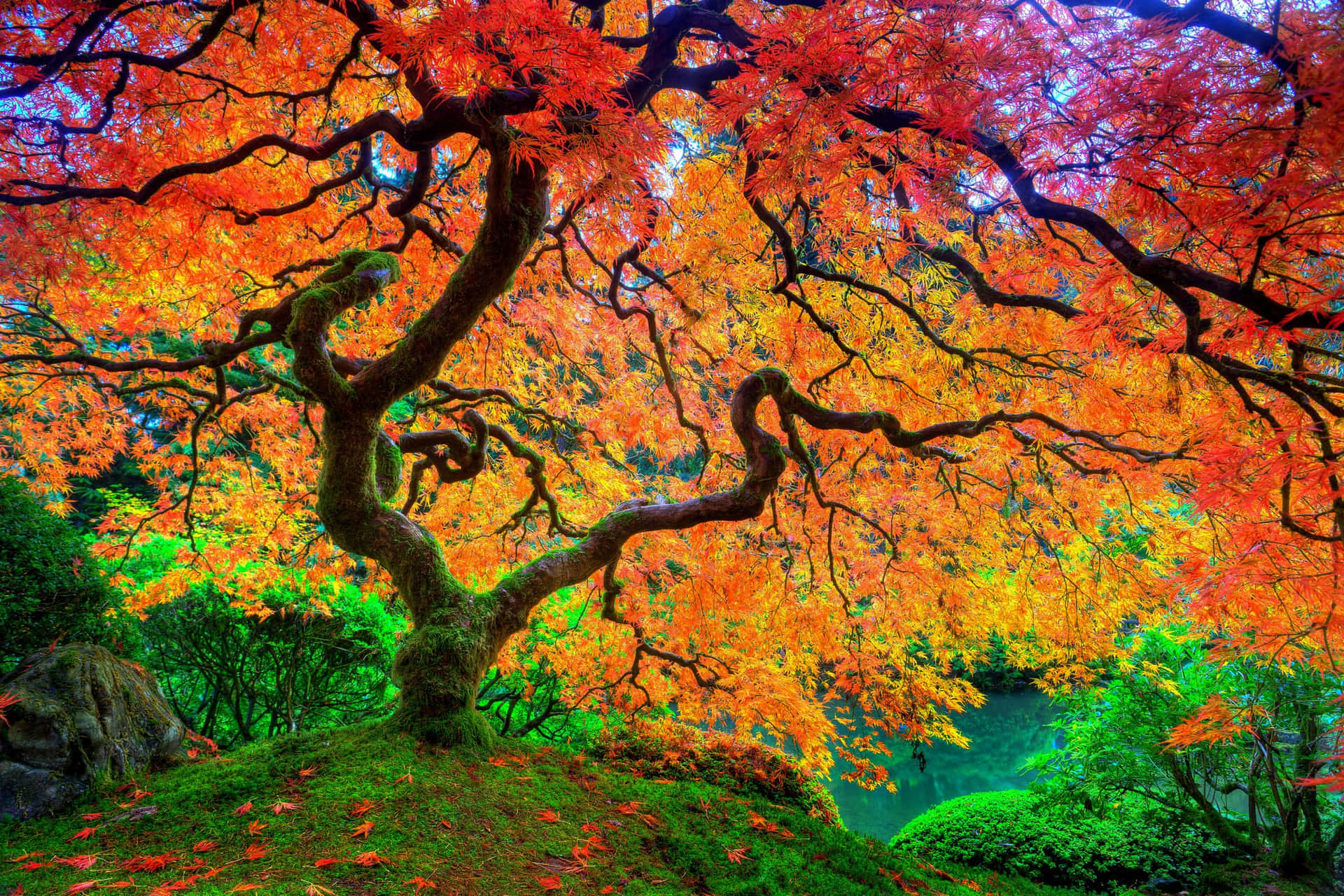 Bright And Cool Japanese Tree