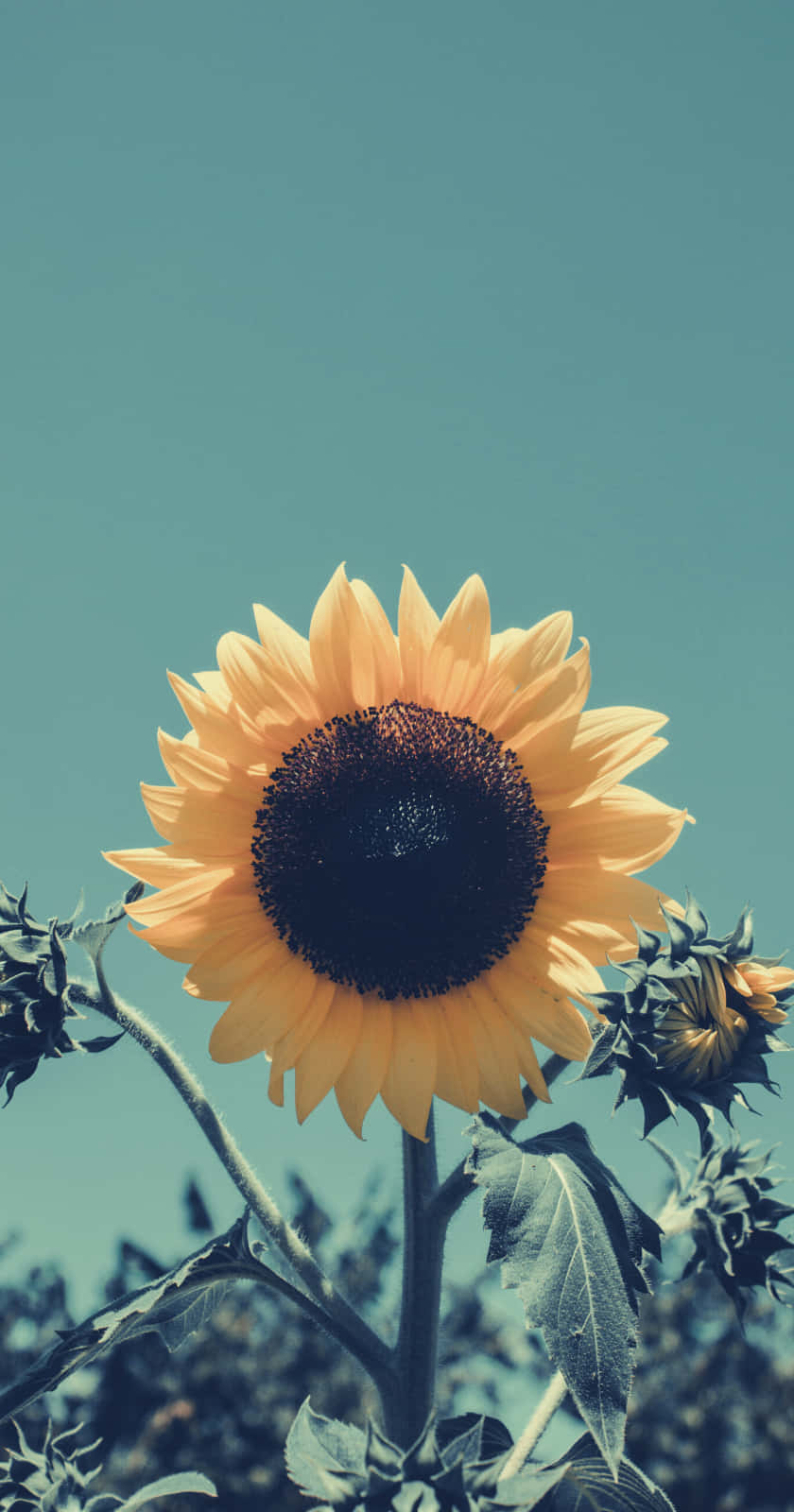 Bright And Joyful - A Yellow Sunflower Aesthetic Background