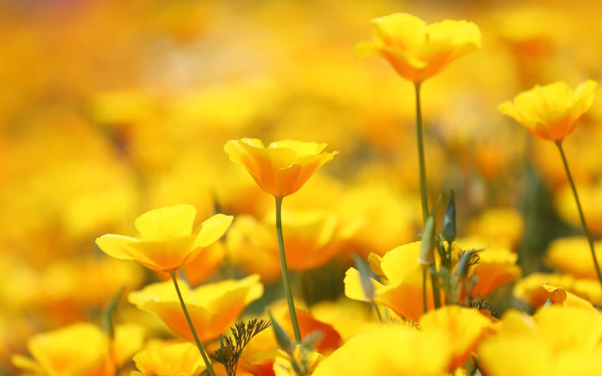 Bright And Playful Background