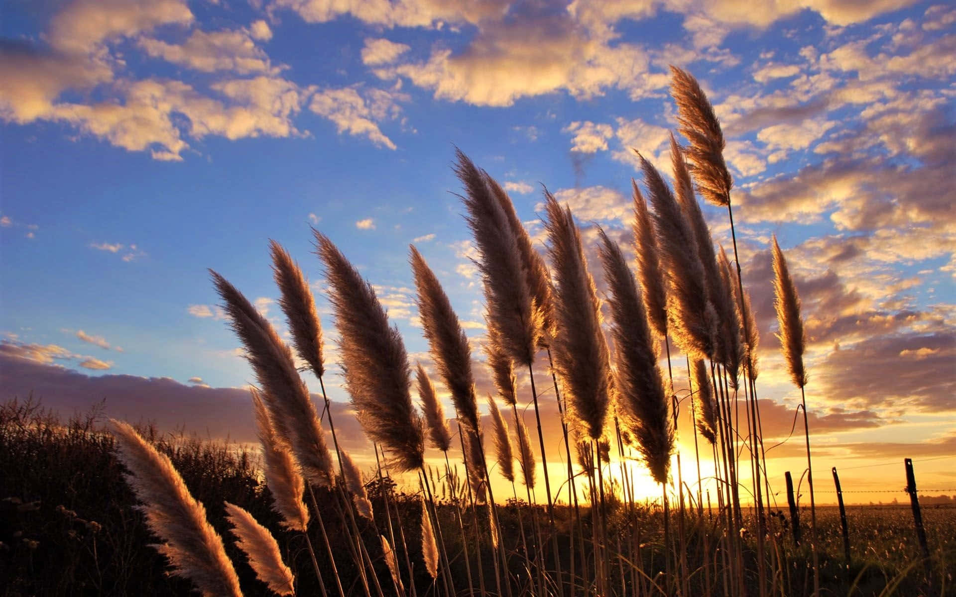 Bright And Vibrant Pampas Grass Blowing In The Wind Background