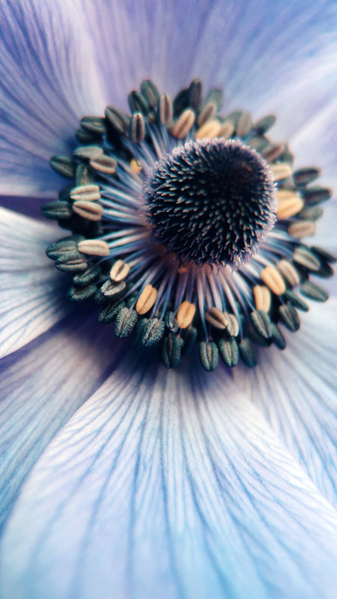 Bright And Vibrant Zoom Flower