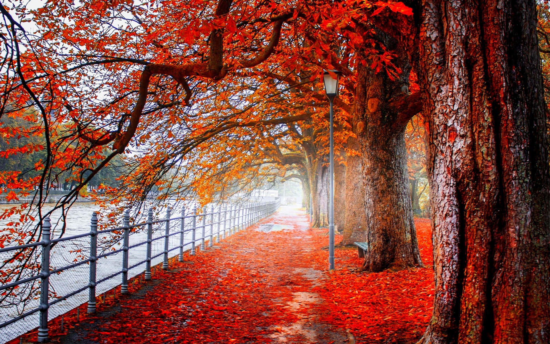 Bright Autumn Colors Illuminate A Foggy Morning Background