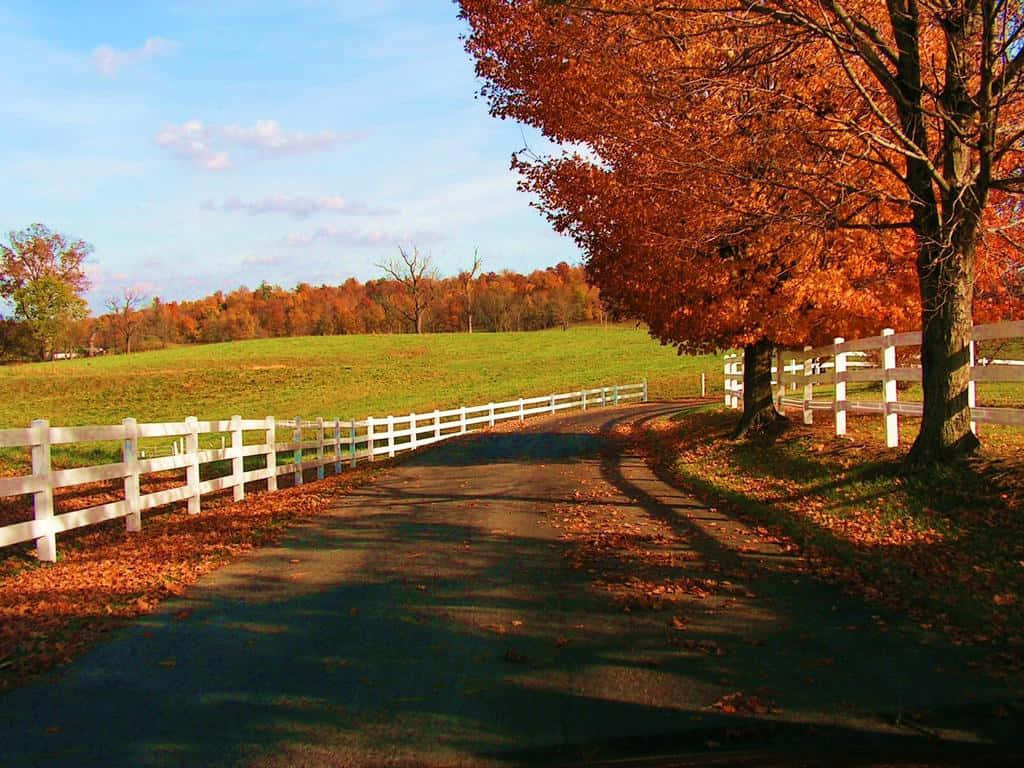 Bright Autumn Day In The Countryside Background