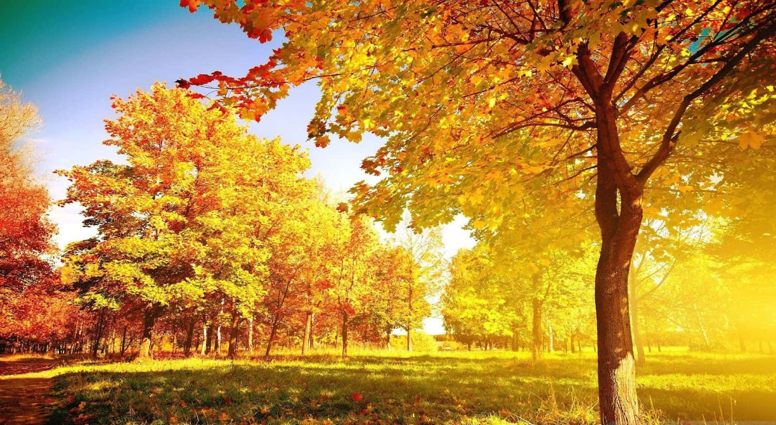 Bright Autumn Day Landscape Trees Scenery Background