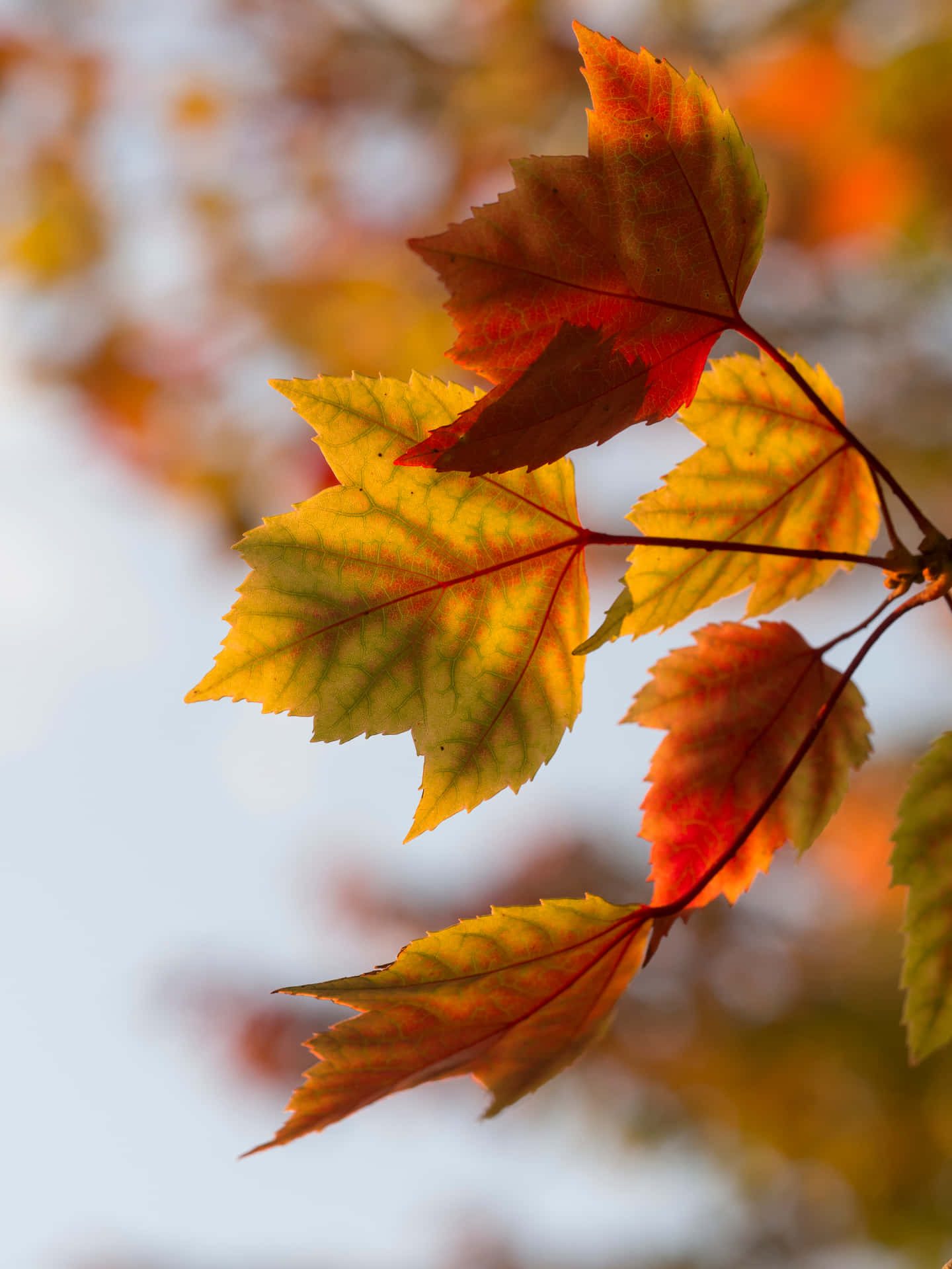 Bright Autumn Foliage In Fall Background
