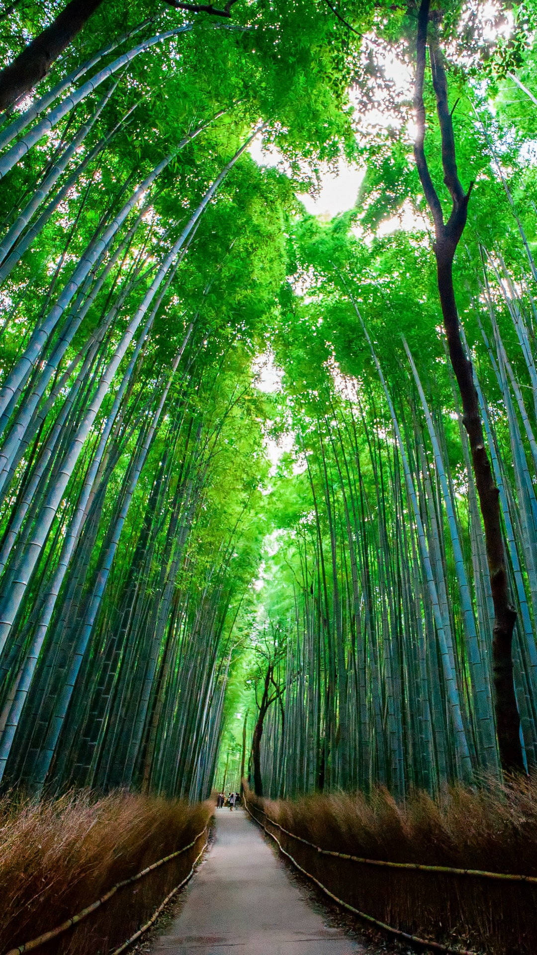 Bright Bamboo Forest Iphone With Pathway