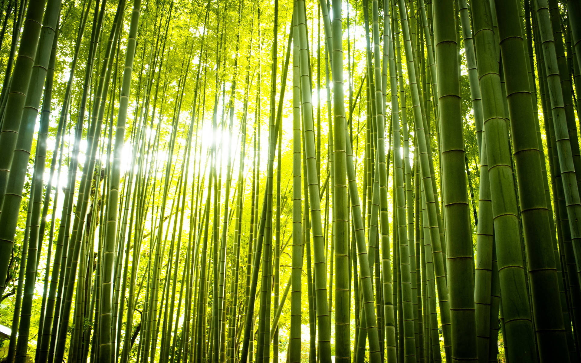 Bright Bamboo Hd Background