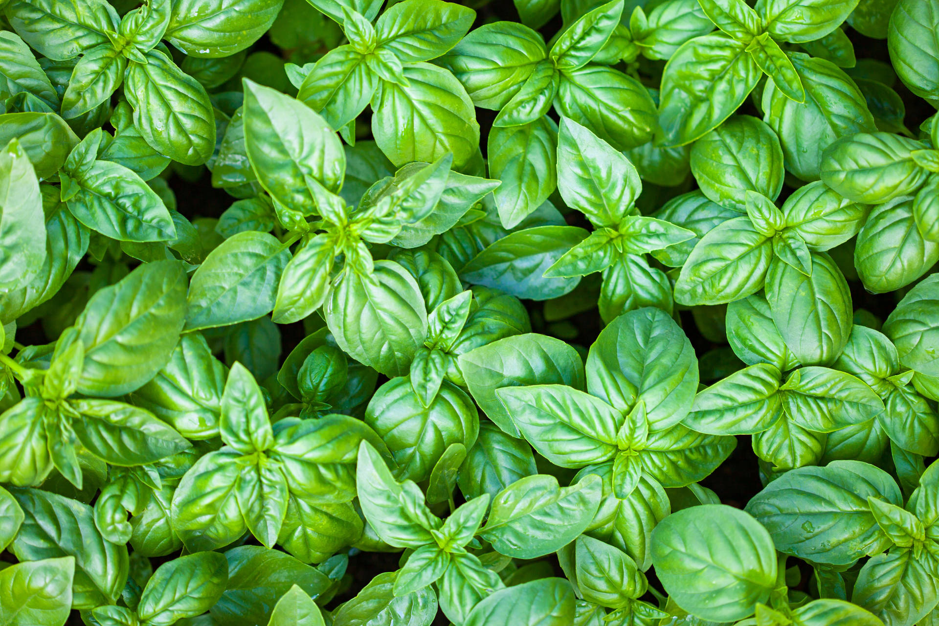 Bright Basil Herb Close Up Shot Background