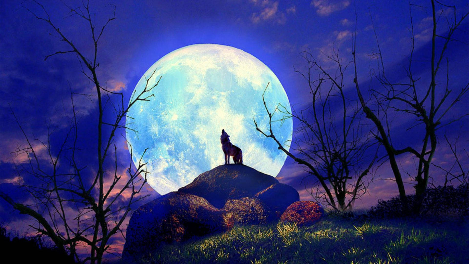 Bright Beautiful Moon And A Howling Wolf Background