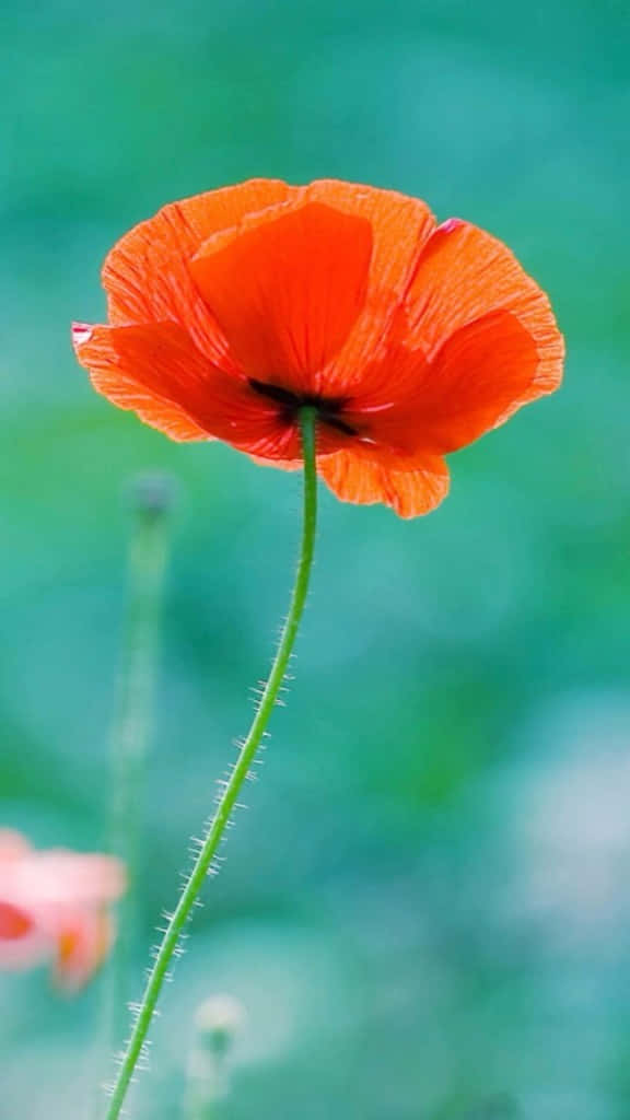 Bright Blooming Orange Poppy Flower Background