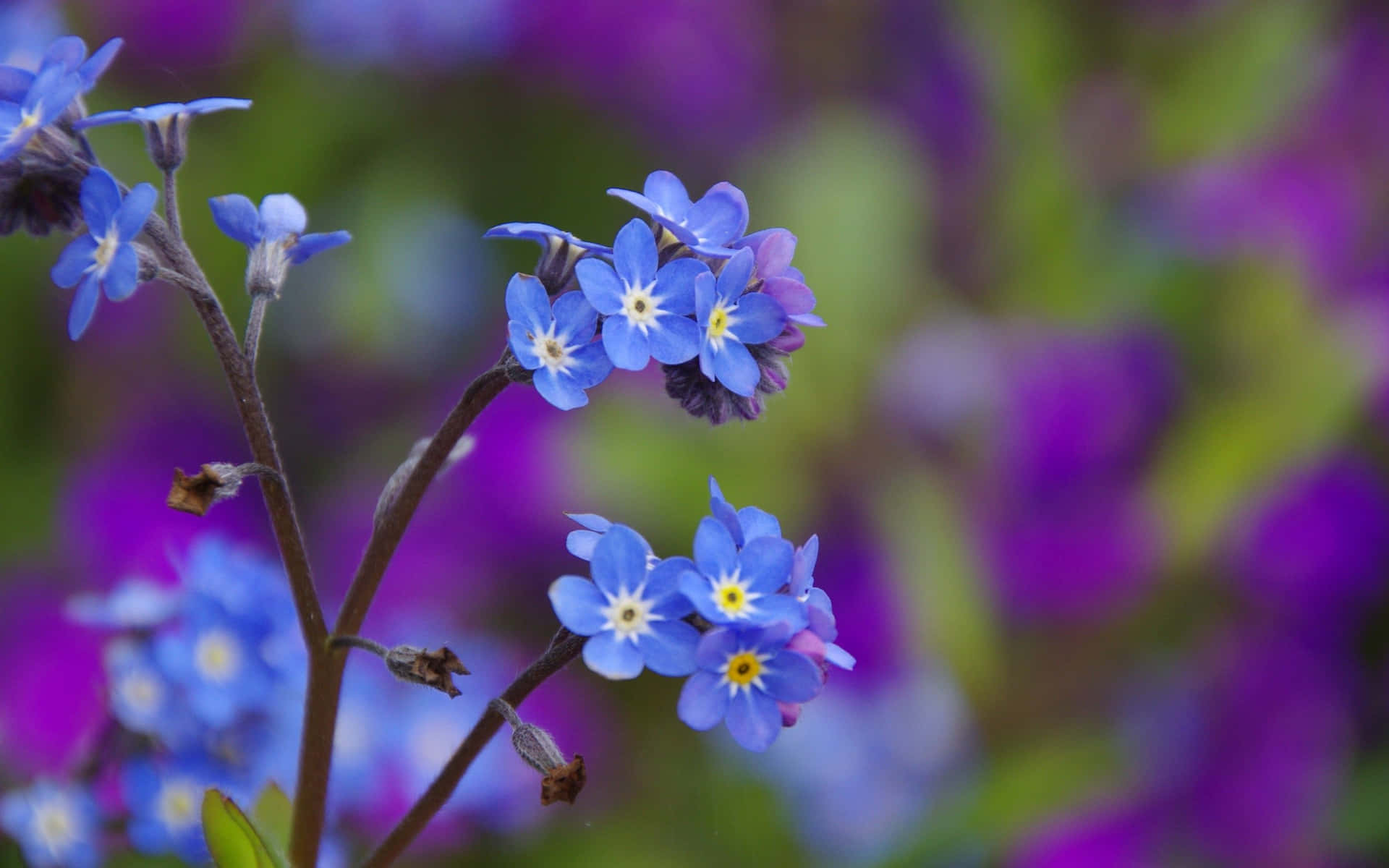 Bright Blue Flower Desktop Background Background