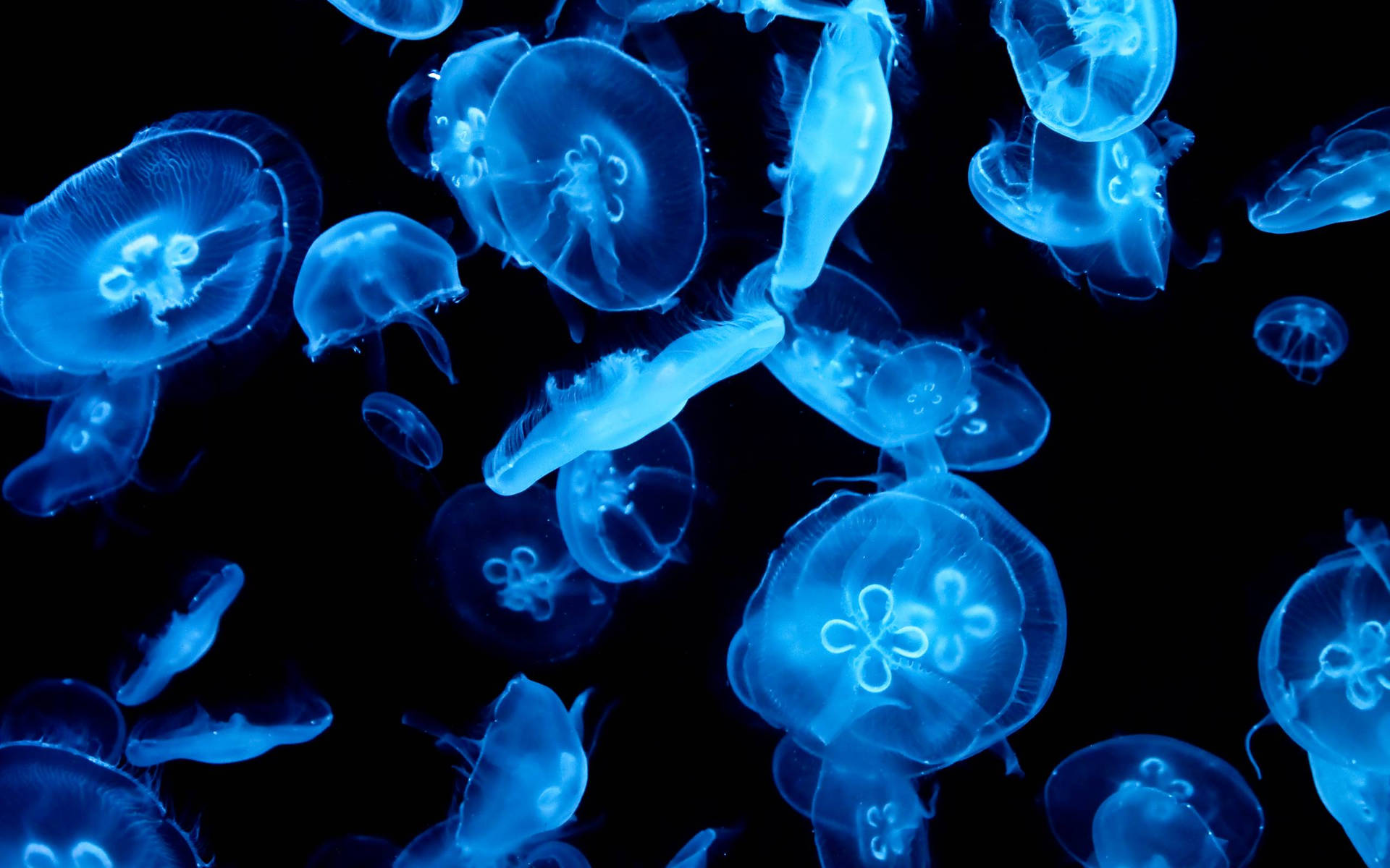 Bright Blue Jellyfish Background