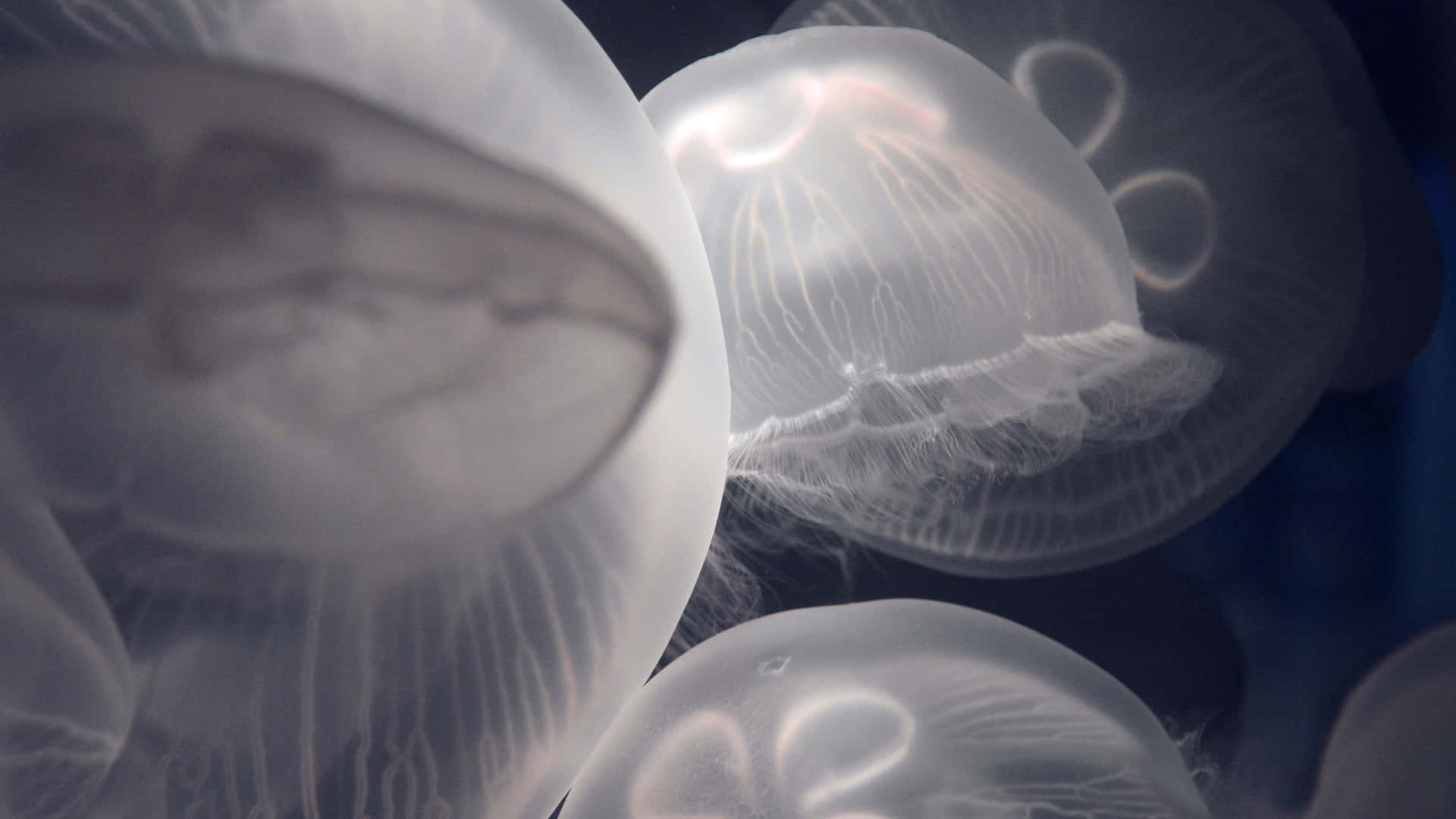 Bright Colored, 4k Resolution Jellyfish Swimming In The Ocean
