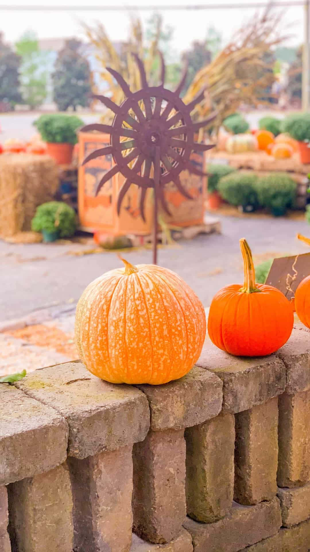 Bright-colored Pumpkins In Cute Autumn Iphone Background