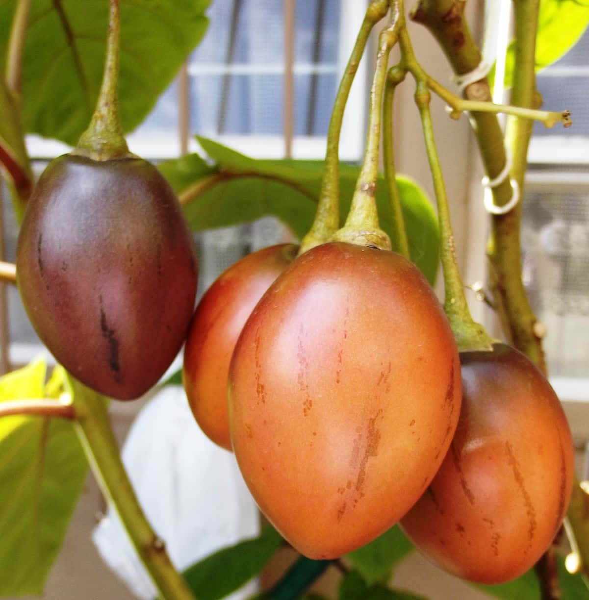 Bright Colored Tamarillo Tropical Fruit