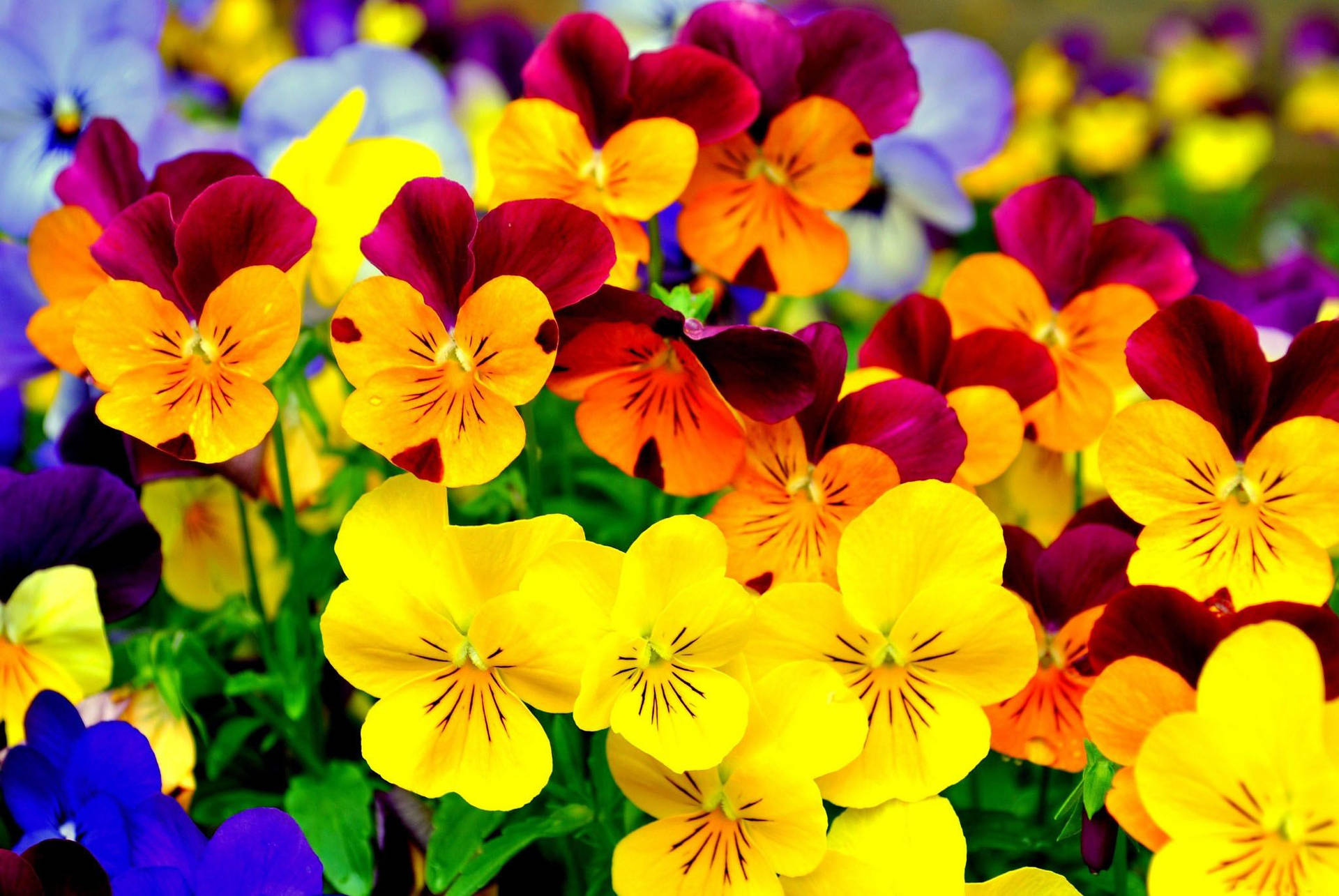 Bright Colors Pansy Garden Background