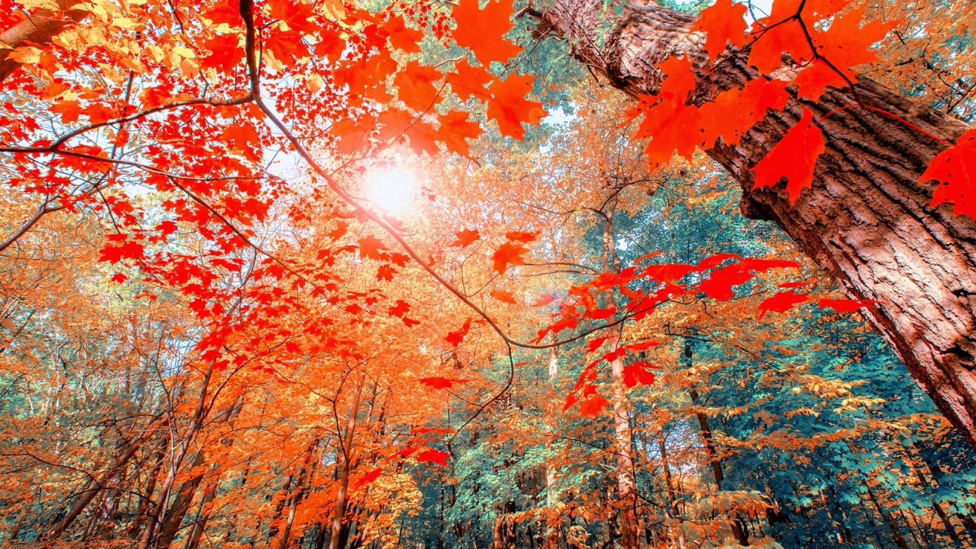 Bright Fall Aesthetic Macbook Forest Background