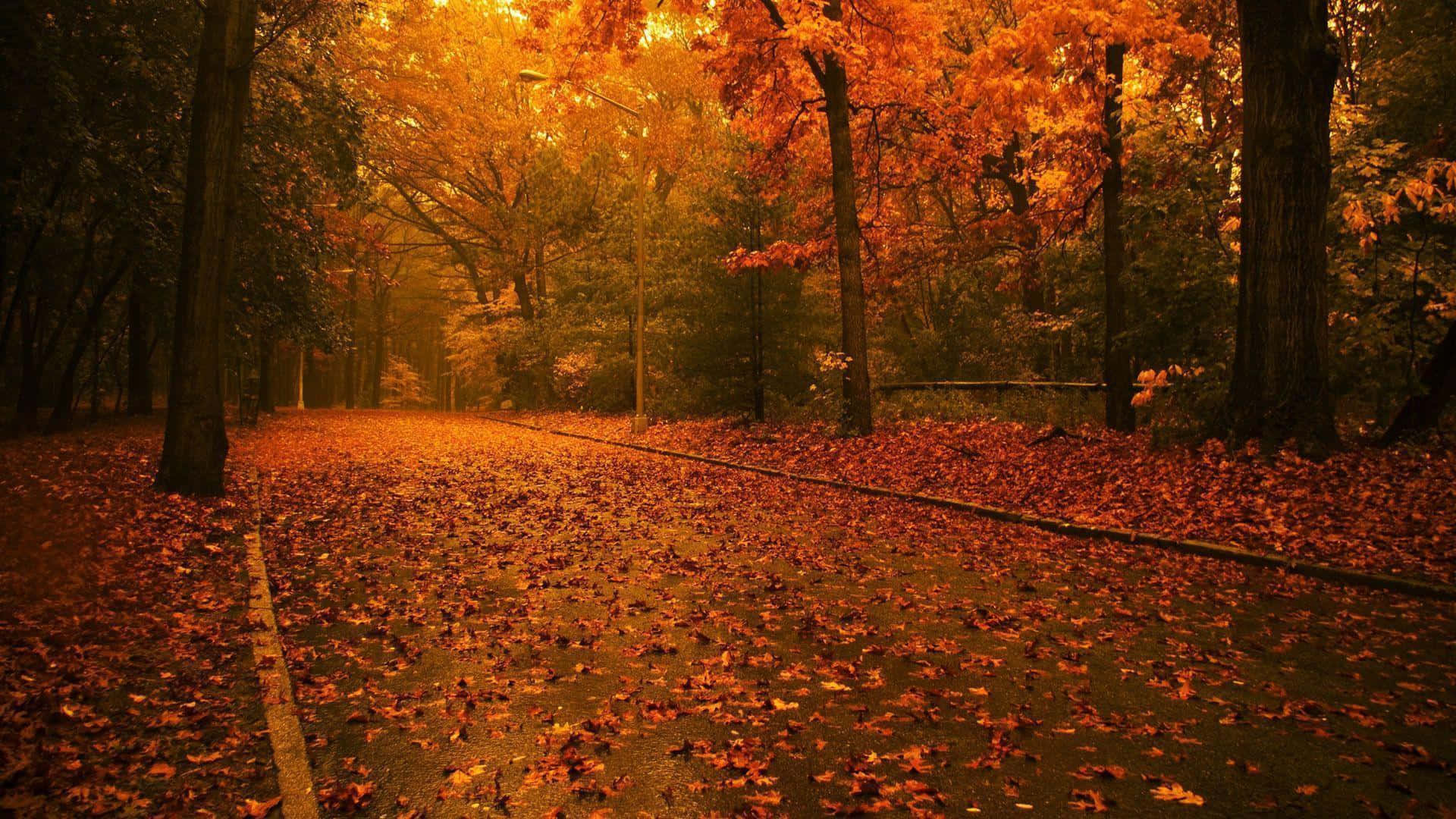 Bright Fall Colors Background