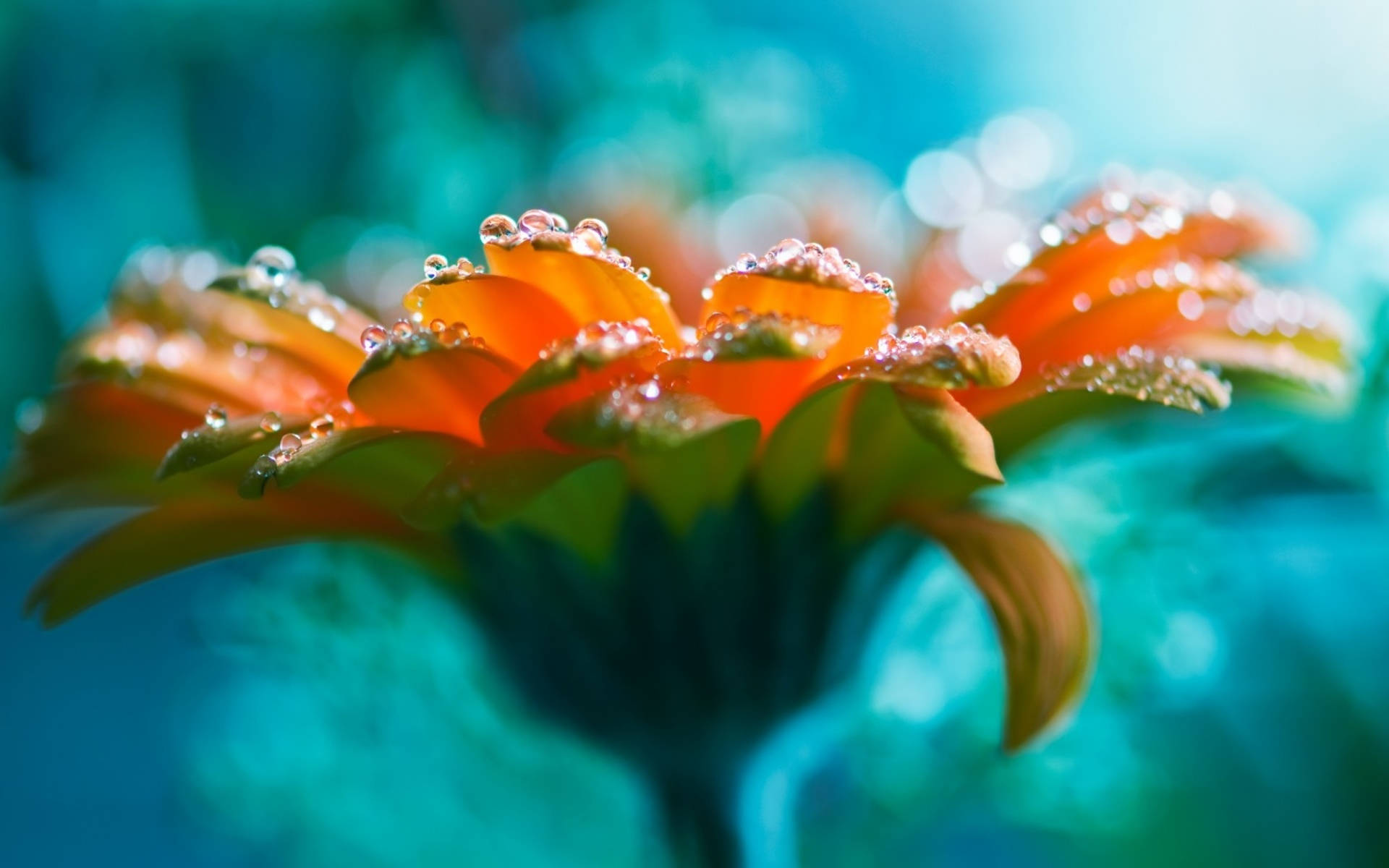 Bright Flower Shining Beneath Droplets Of Water Background