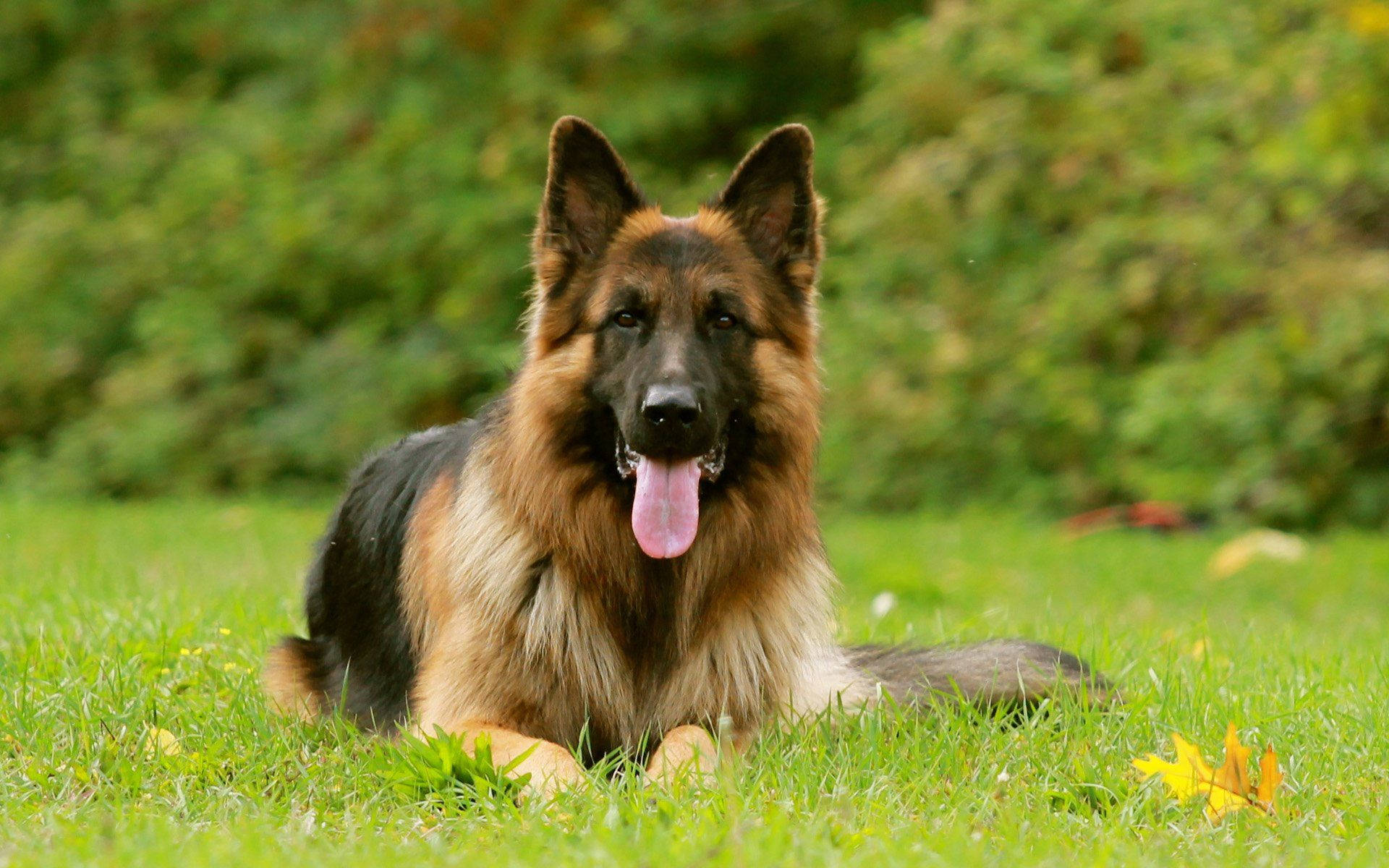 Bright German Shepherd Dog Background
