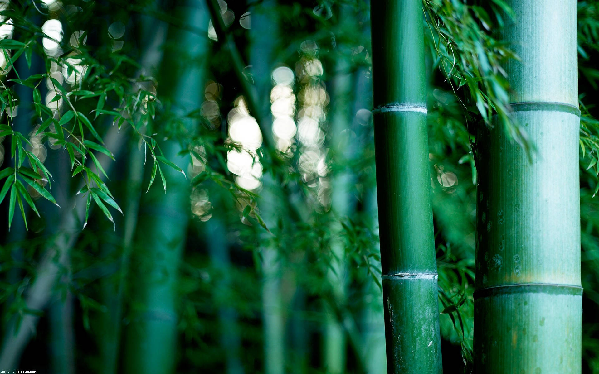 Bright Green Bamboo Hd Background