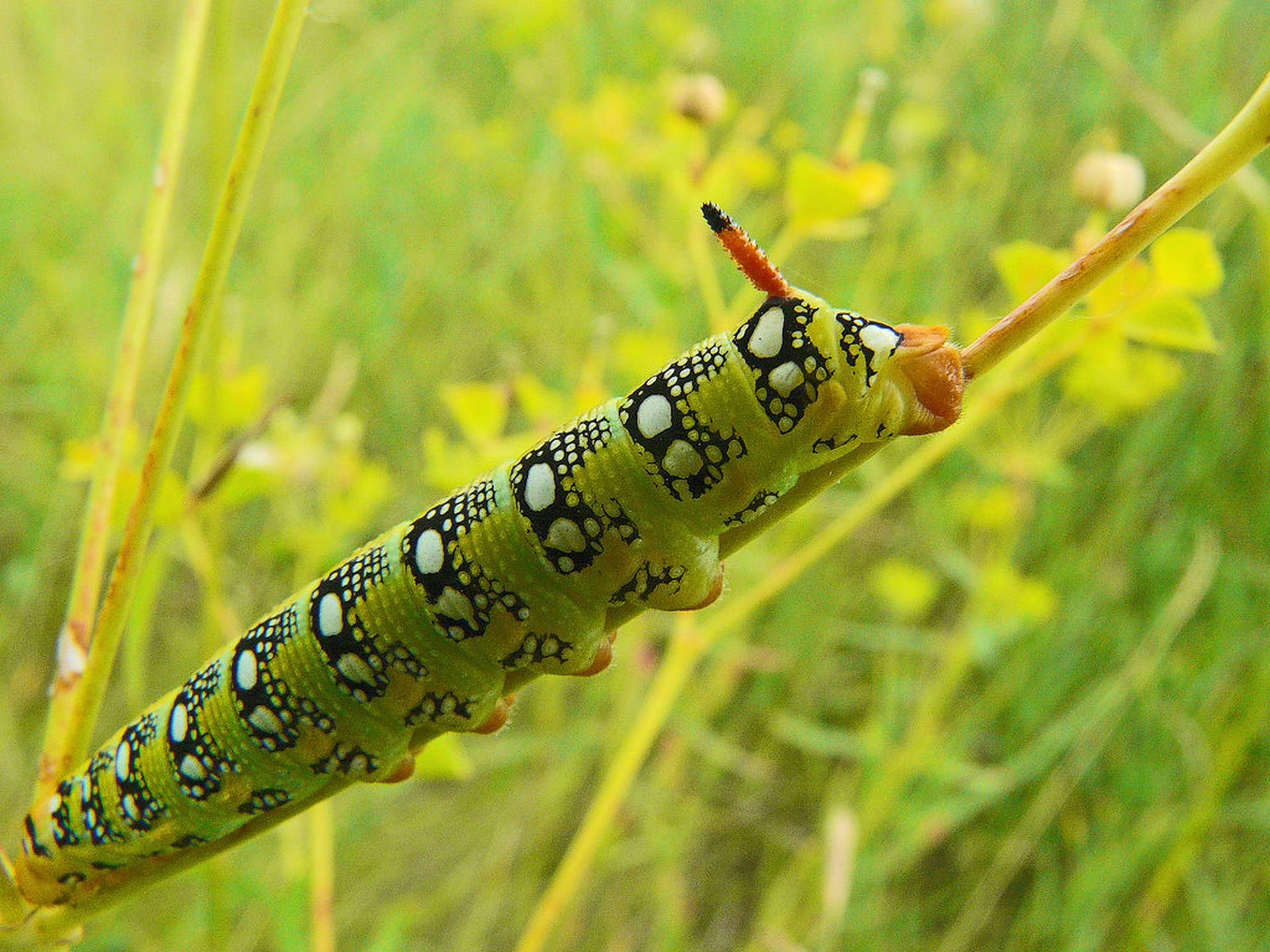 Bright Green Caterpillar Insect Background