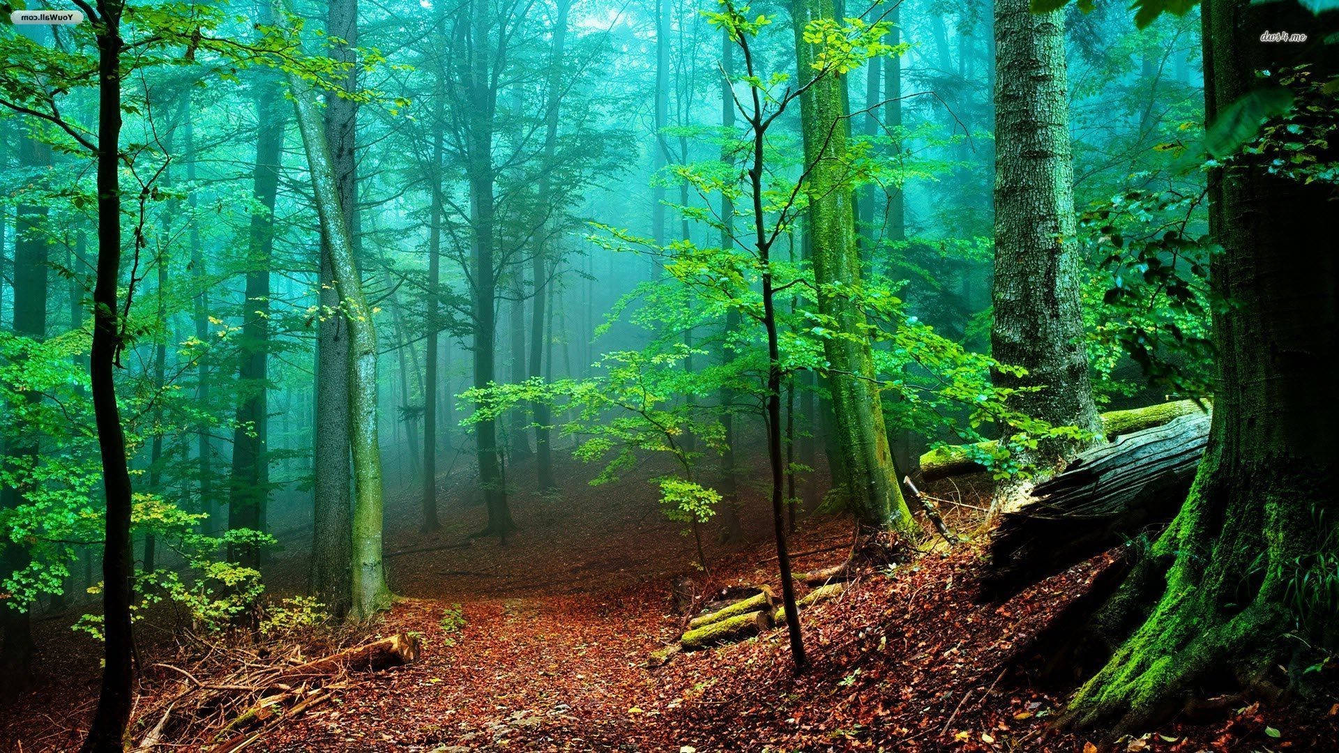 Bright Green Foggy Forest Background